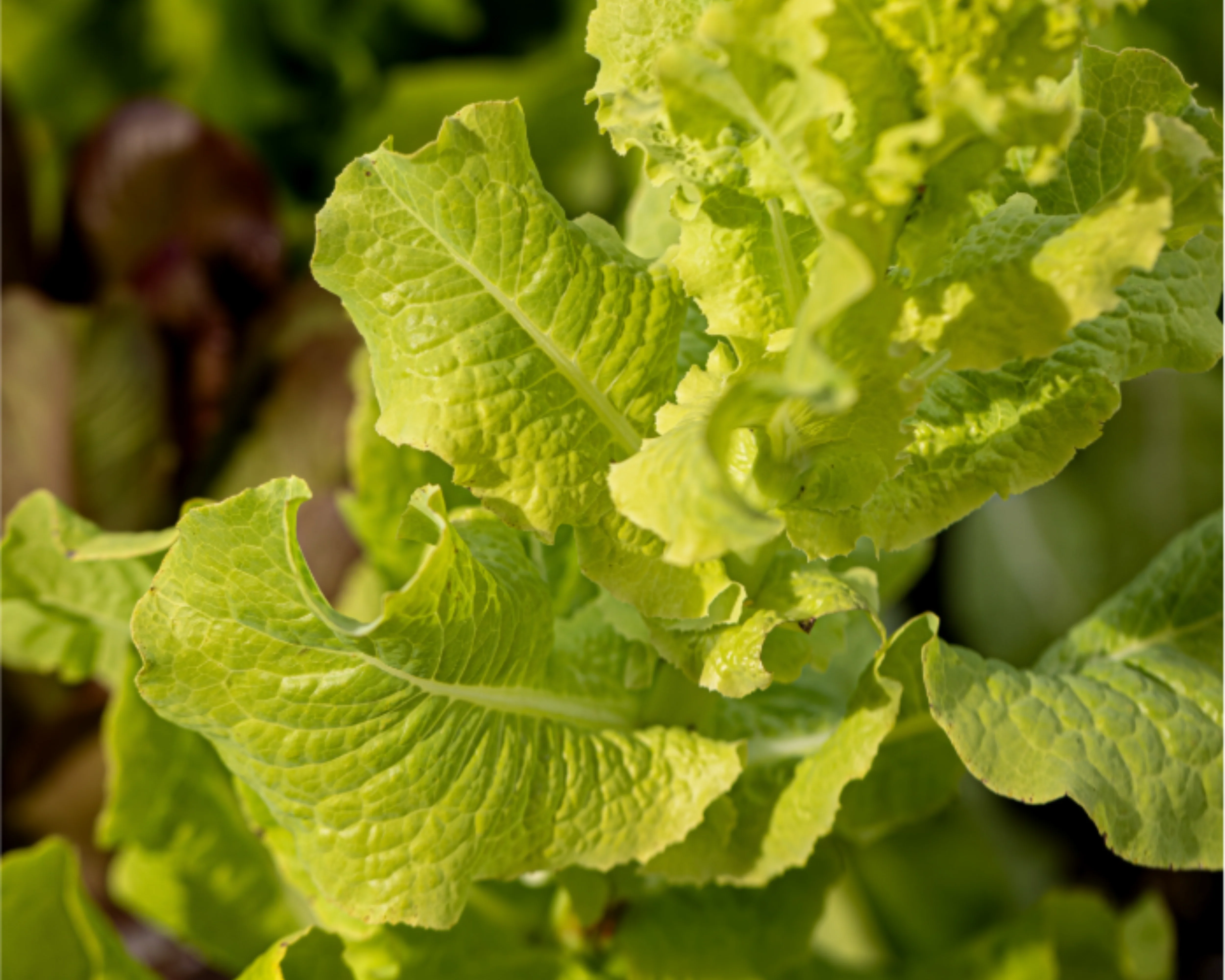 Gourmet Looseleaf Blend Lettuce Seeds - Image 2