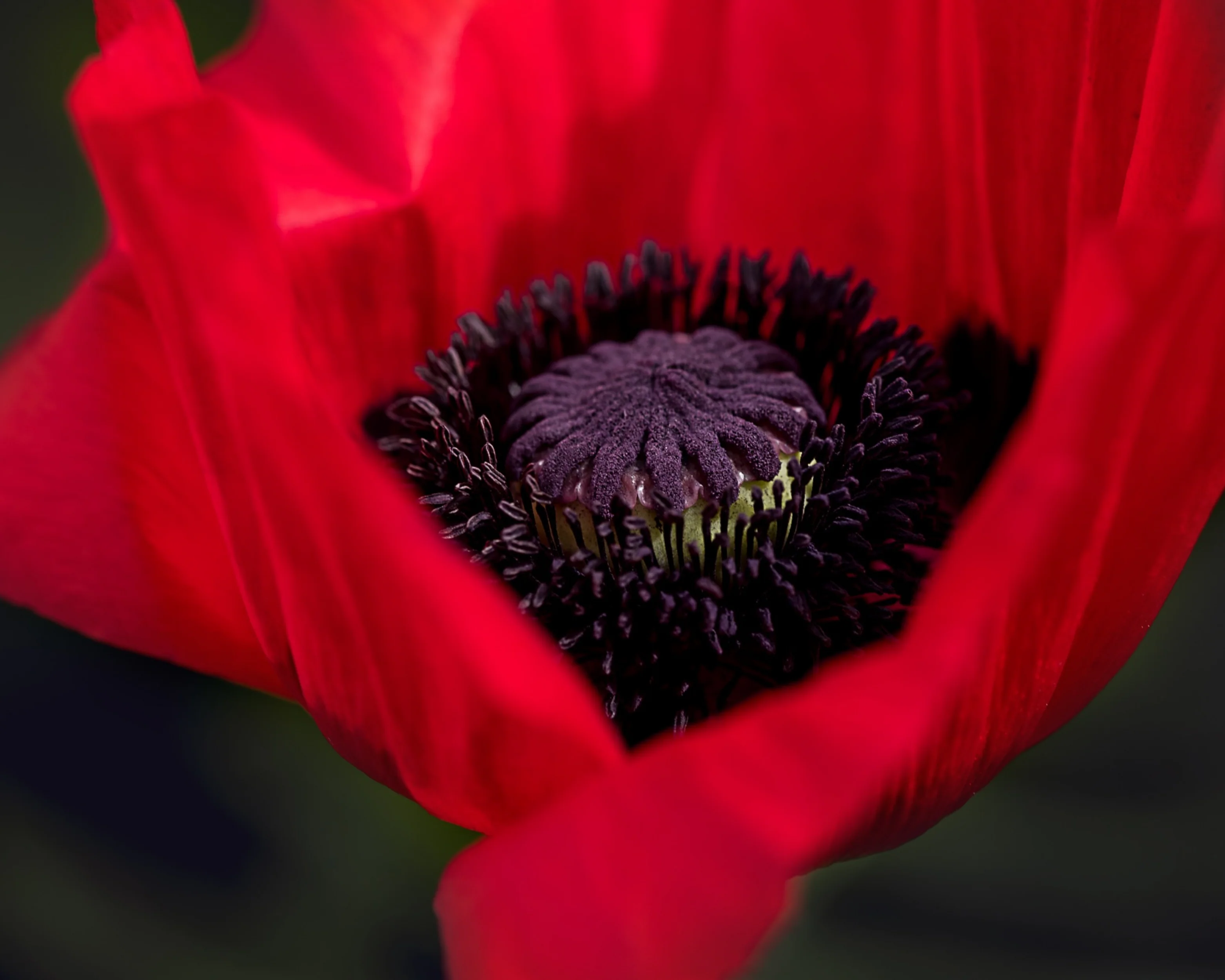 Great Red Oriental Poppy Seeds - Image 2