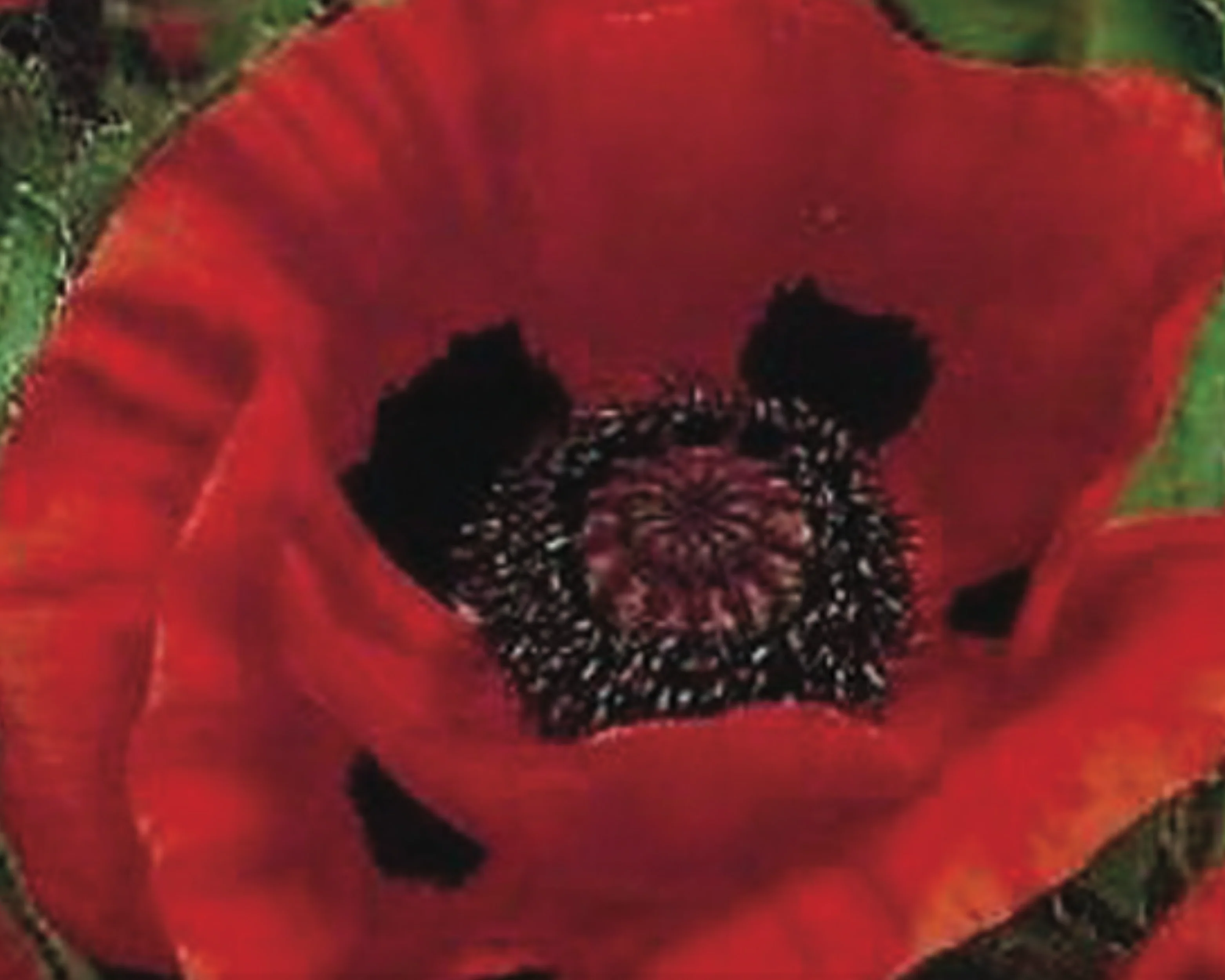 Great Red Oriental Poppy Seeds - Image 3