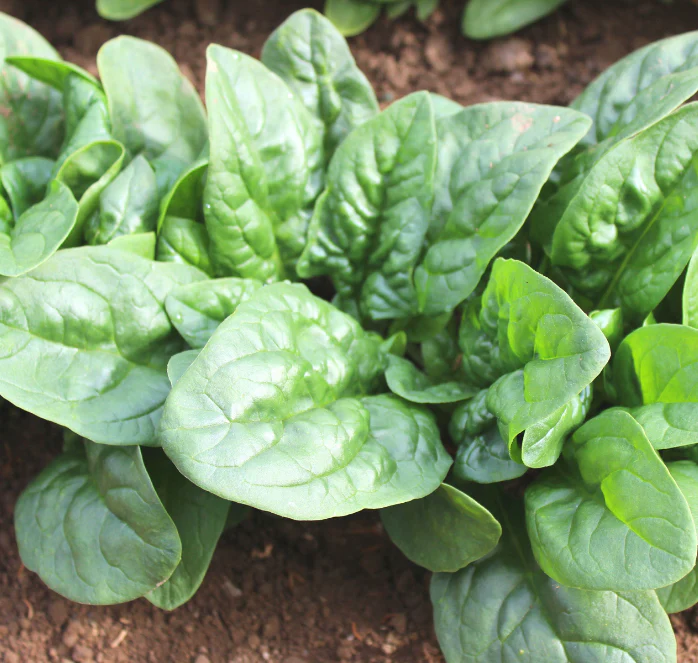 Green Beret Hybrid Spinach Seeds - Image 2