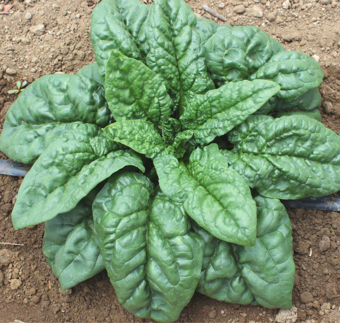 Green Beret Hybrid Spinach Seeds - Image 3