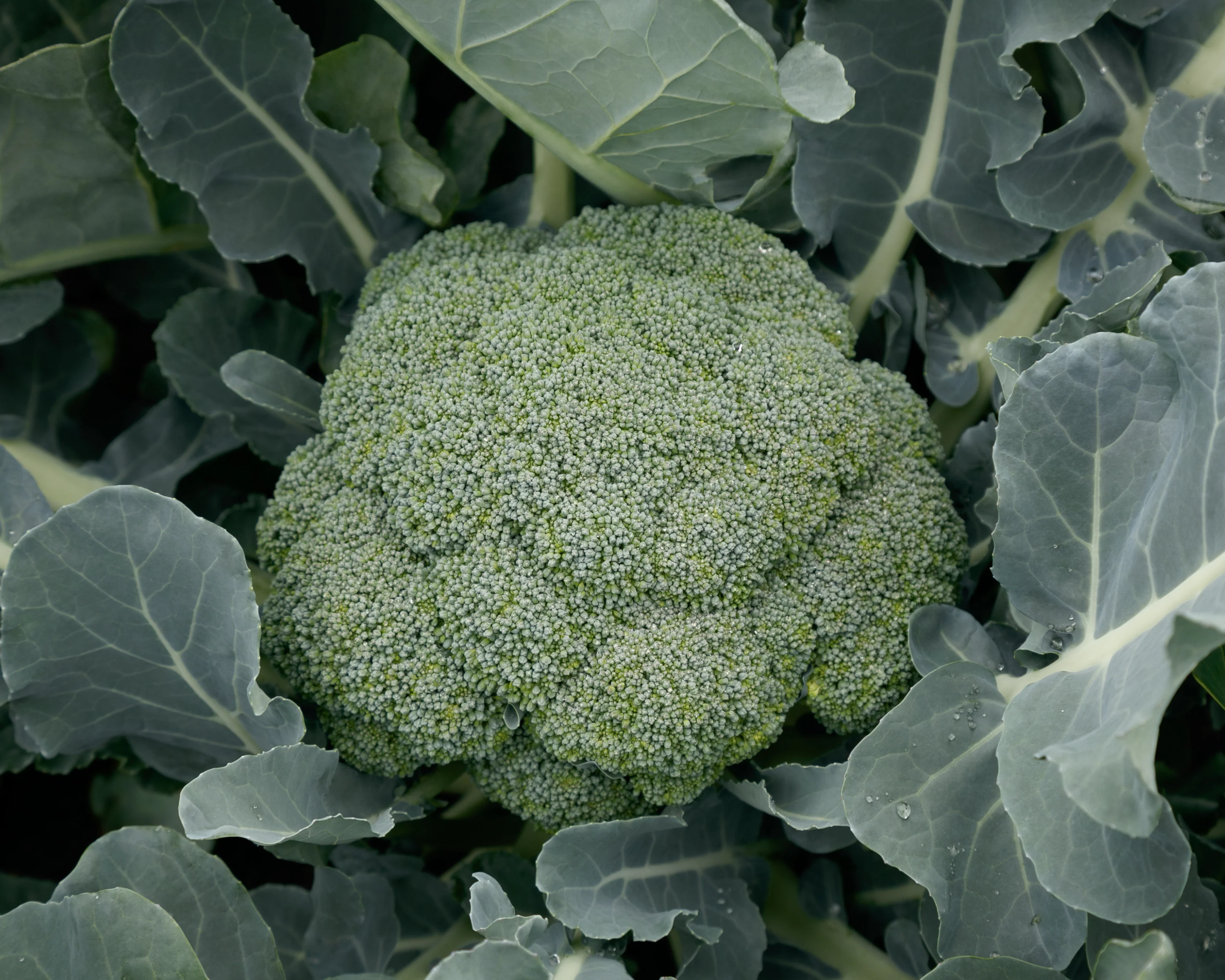 Green Magic Hybrid Broccoli Seeds - Image 2