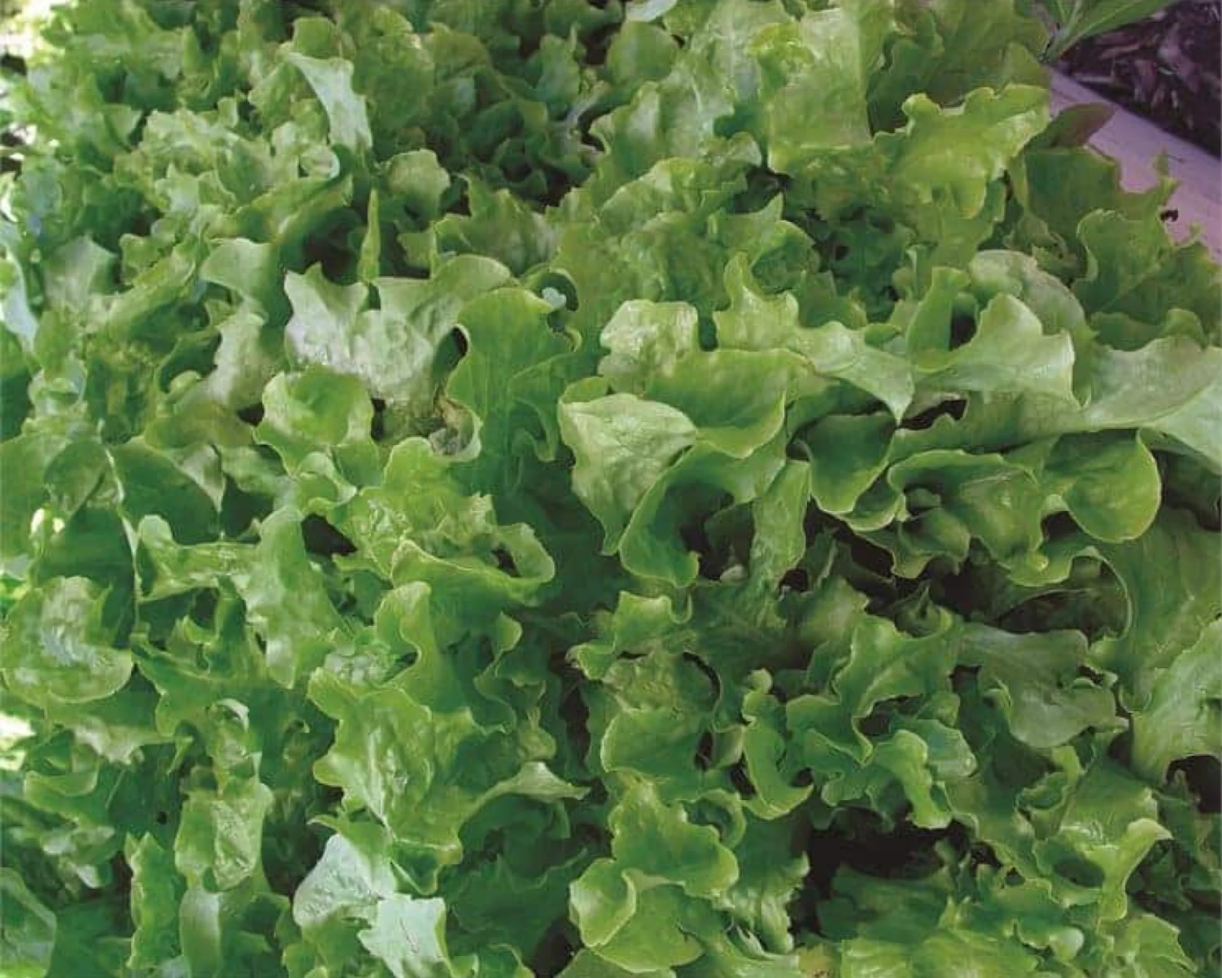 Green Salad Bowl Lettuce Seeds - Image 2