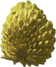 Green Sugar Apple, Sweetsop, Annona Tree - Image 4