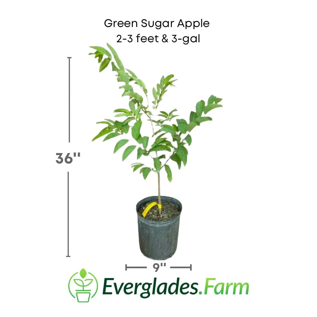 Green Sugar Apple, Sweetsop, Annona Tree - Image 5