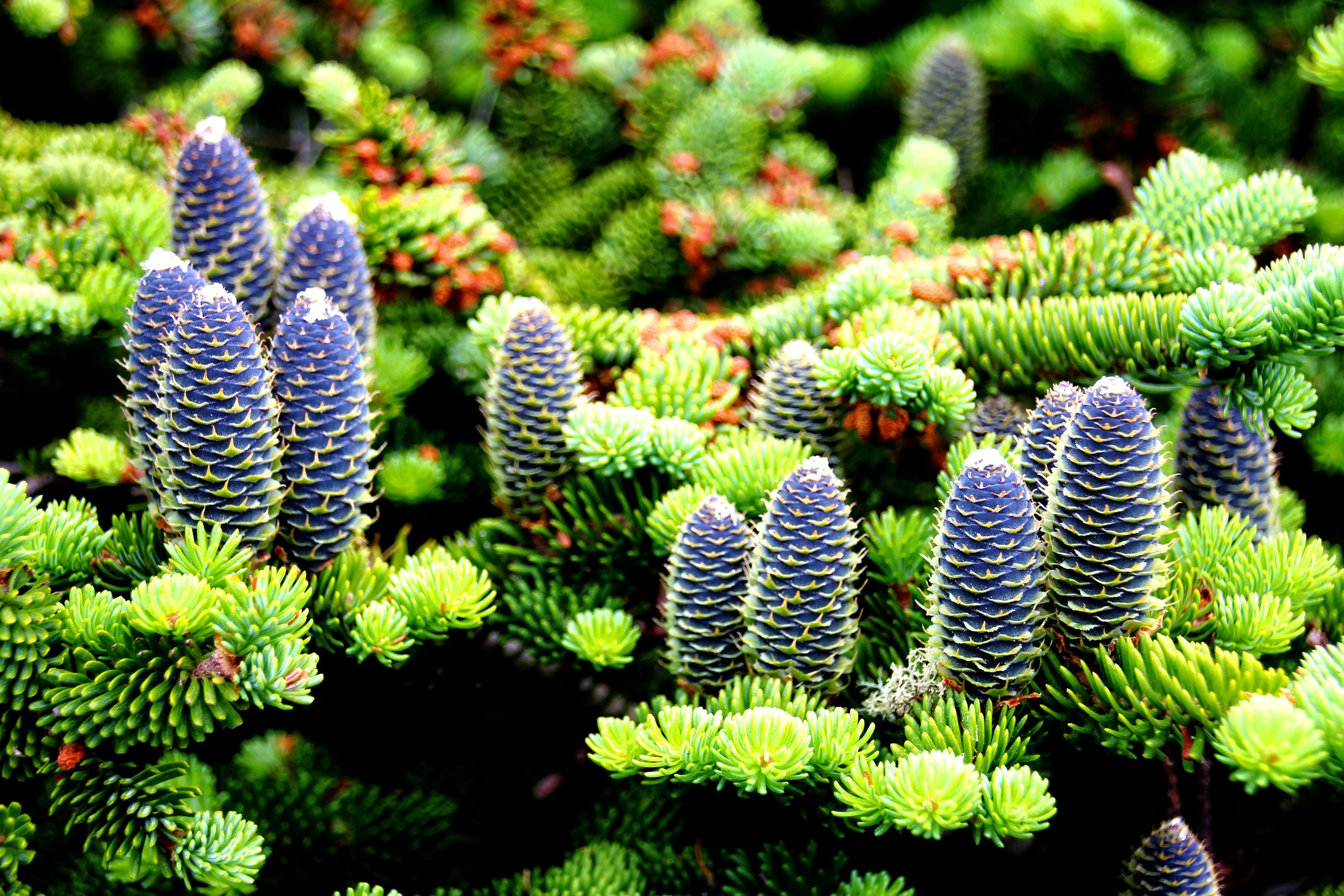 Grow Your Own CHRISTMAS TREE - Balsam Fir ( Abies Balsamea ) Gift Packet of Tree Seeds - Image 10