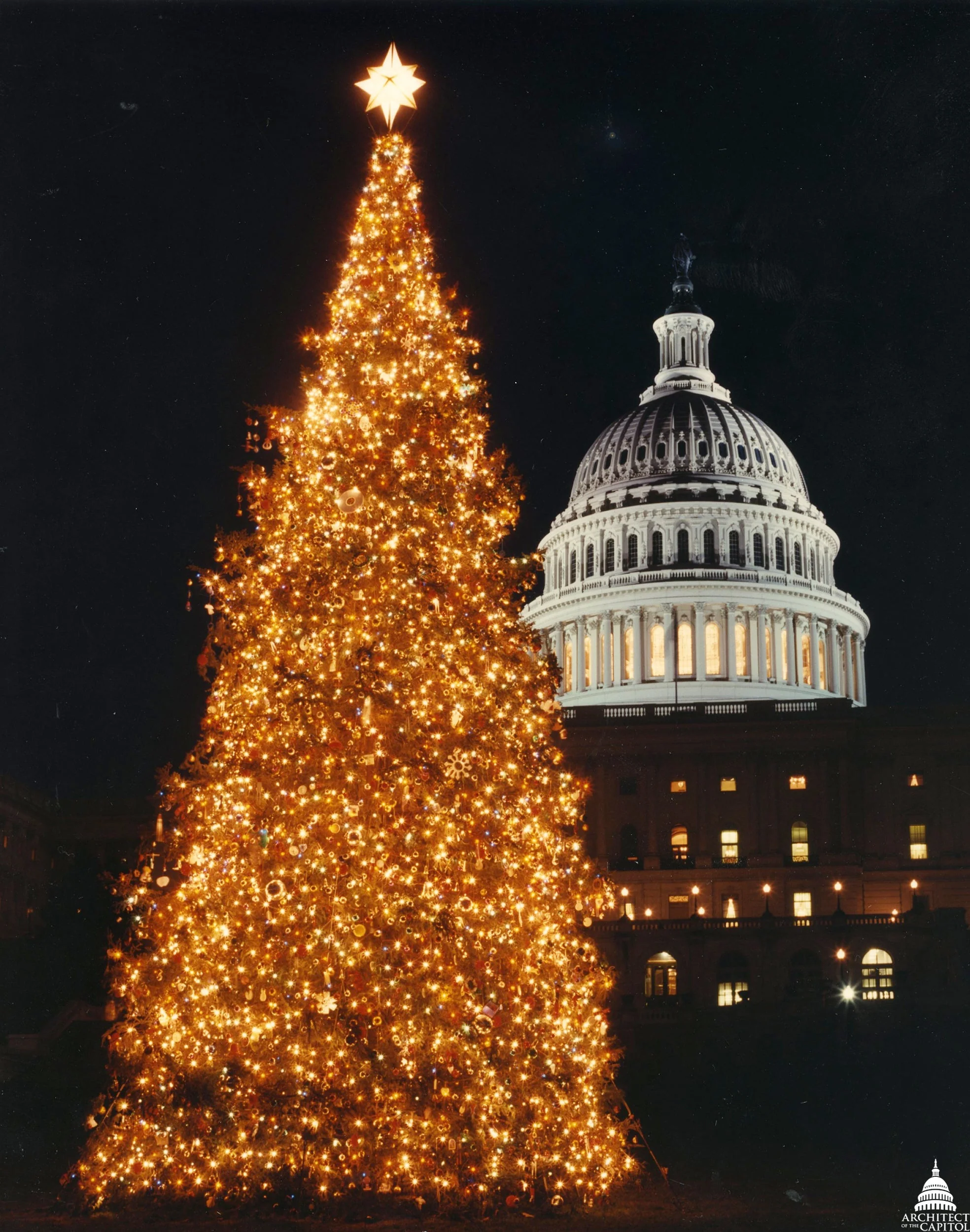 Grow Your Own CHRISTMAS TREE - Balsam Fir ( Abies Balsamea ) Gift Packet of Tree Seeds - Image 2