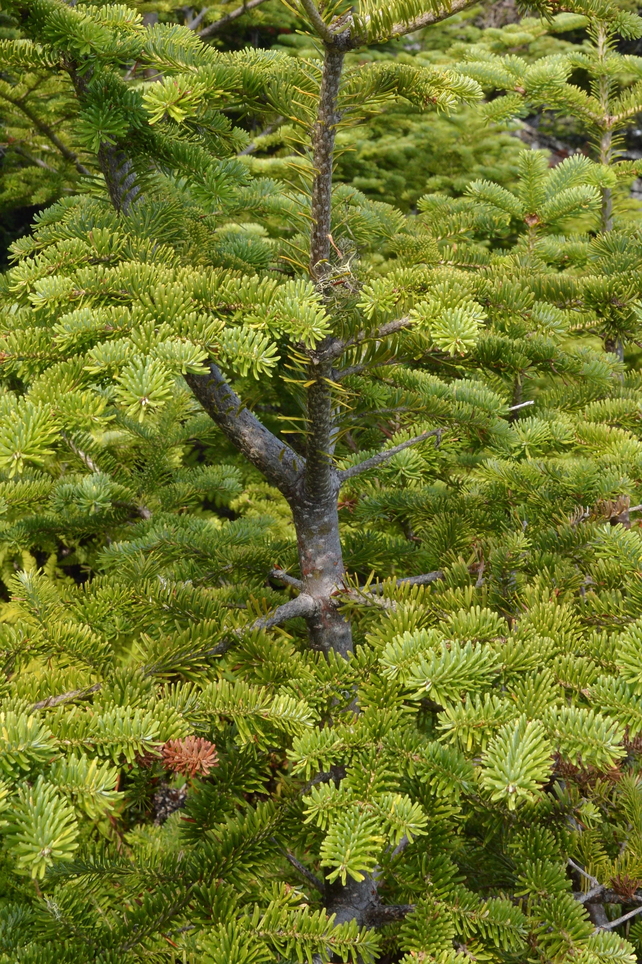 Grow Your Own CHRISTMAS TREE - Balsam Fir ( Abies Balsamea ) Gift Packet of Tree Seeds - Image 3