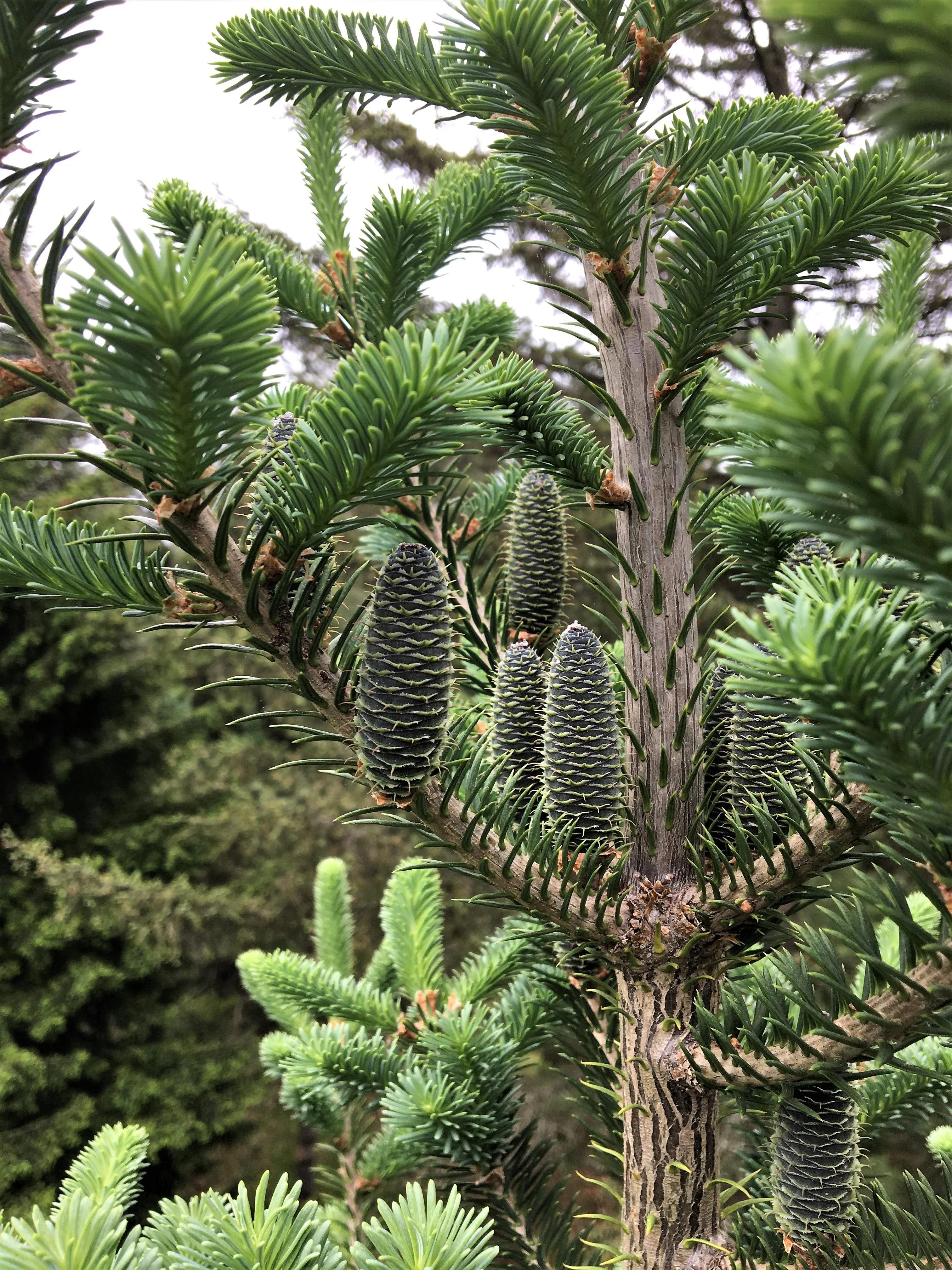 Grow Your Own CHRISTMAS TREE - Balsam Fir ( Abies Balsamea ) Gift Packet of Tree Seeds - Image 7