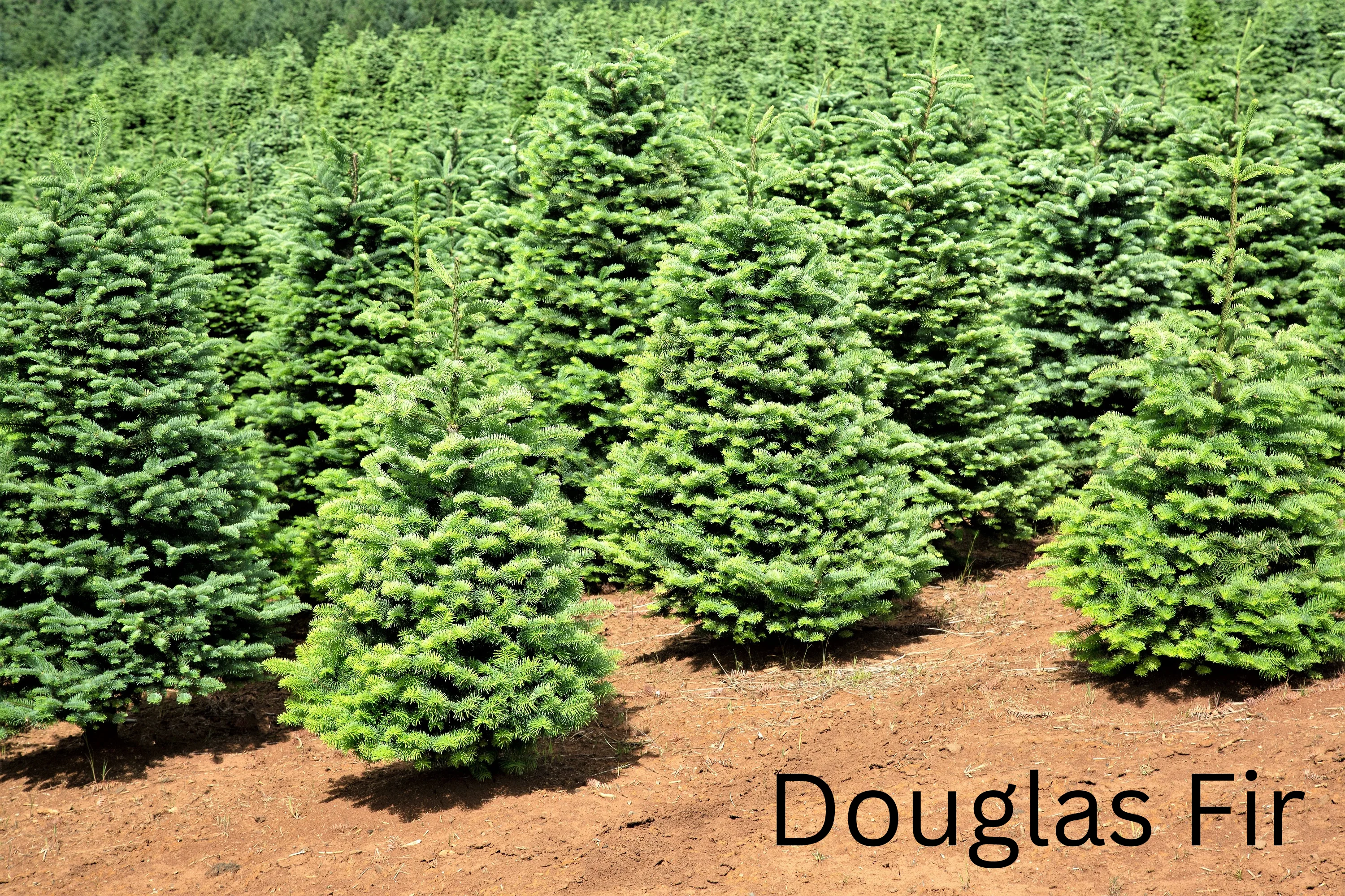 Grow Your Own CHRISTMAS TREE COLLECTION - 4 Gift Packets of Tree Seeds - Fraser Fir, Balsam Fir, Douglas Fir, & Blue Spruce + Free Gift Bag - Image 14