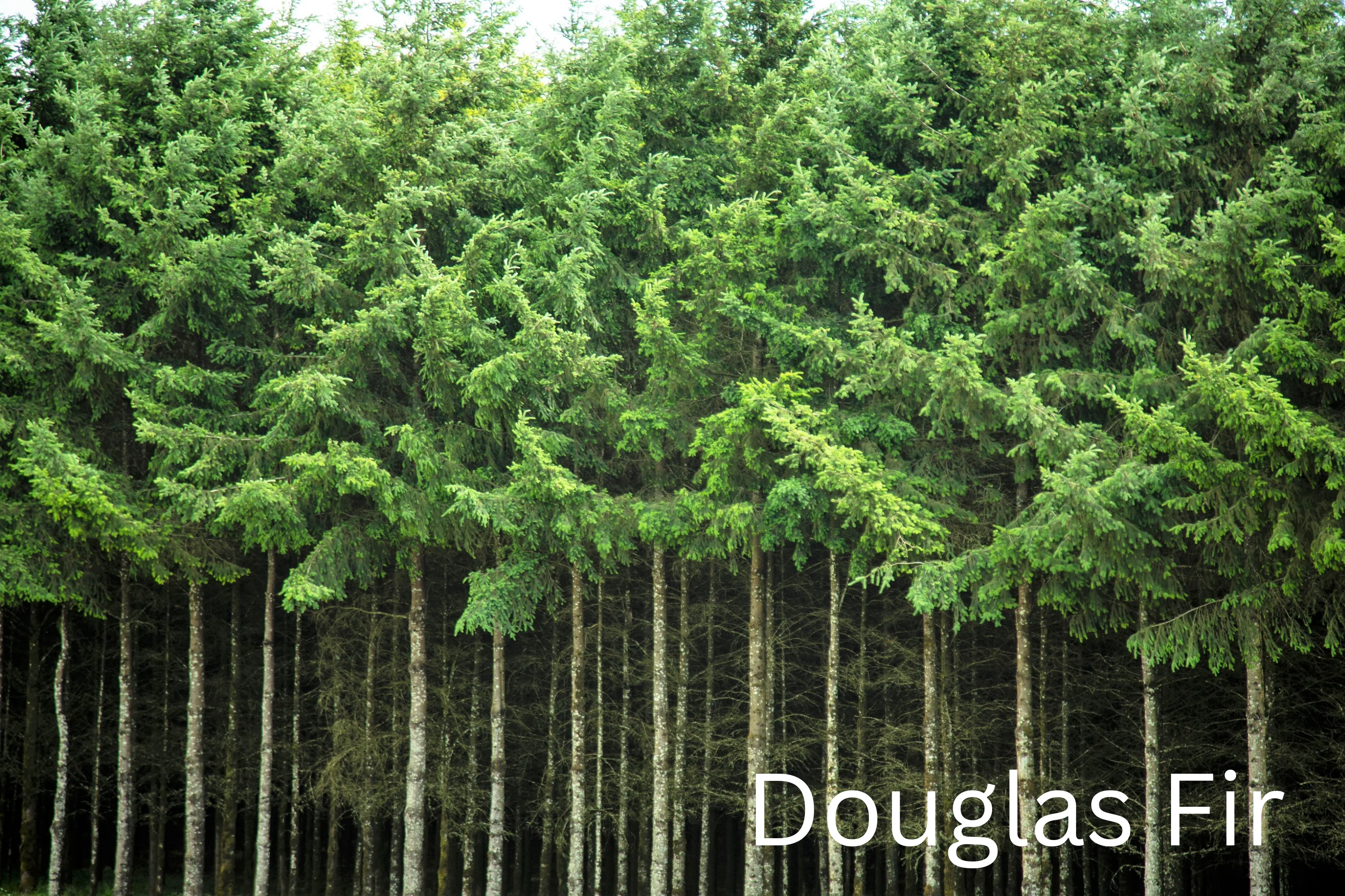Grow Your Own CHRISTMAS TREE COLLECTION - 4 Gift Packets of Tree Seeds - Fraser Fir, Balsam Fir, Douglas Fir, & Blue Spruce + Free Gift Bag - Image 15