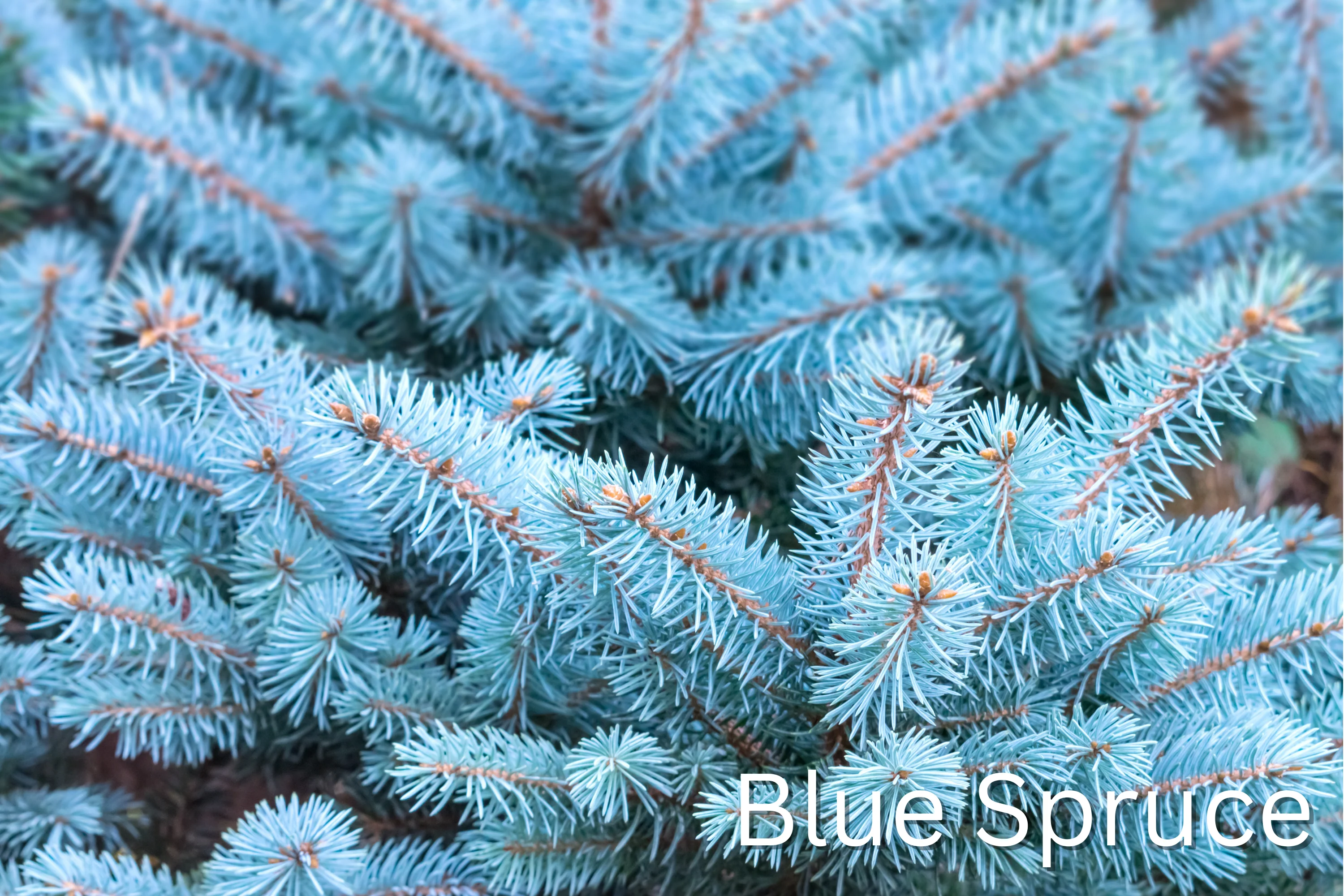 Grow Your Own CHRISTMAS TREE COLLECTION - 4 Gift Packets of Tree Seeds - Fraser Fir, Balsam Fir, Douglas Fir, & Blue Spruce + Free Gift Bag - Image 16