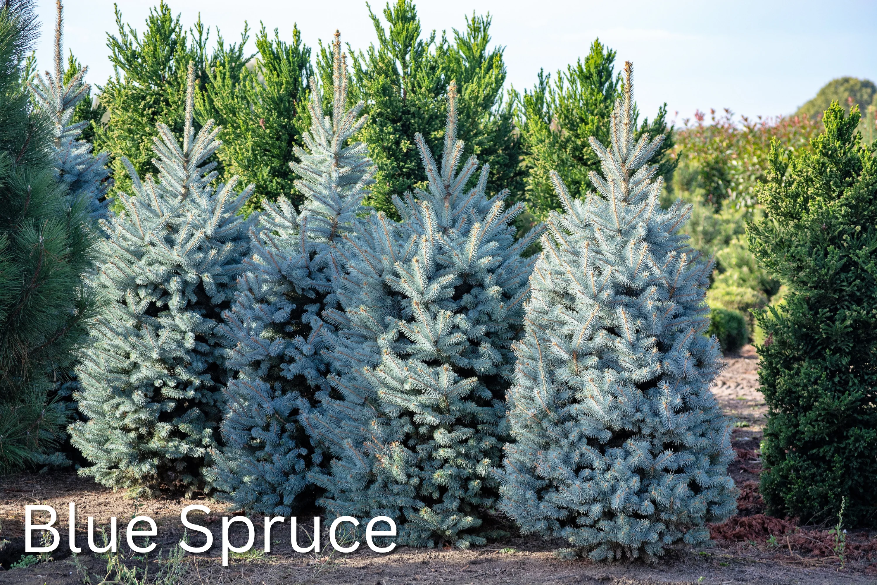 Grow Your Own CHRISTMAS TREE COLLECTION - 4 Gift Packets of Tree Seeds - Fraser Fir, Balsam Fir, Douglas Fir, & Blue Spruce + Free Gift Bag - Image 17