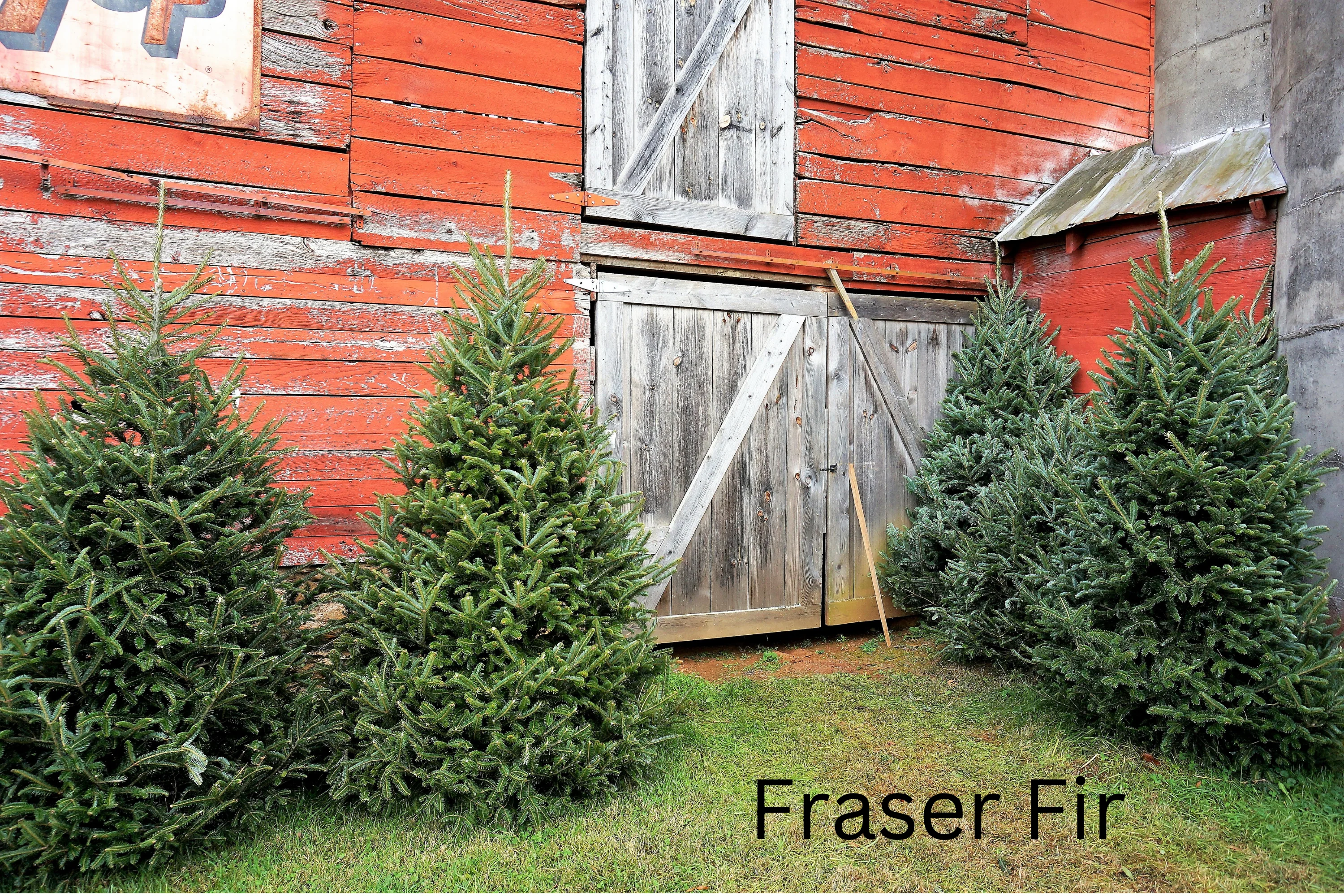 Grow Your Own CHRISTMAS TREE COLLECTION - 4 Gift Packets of Tree Seeds - Fraser Fir, Balsam Fir, Douglas Fir, & Blue Spruce + Free Gift Bag - Image 18