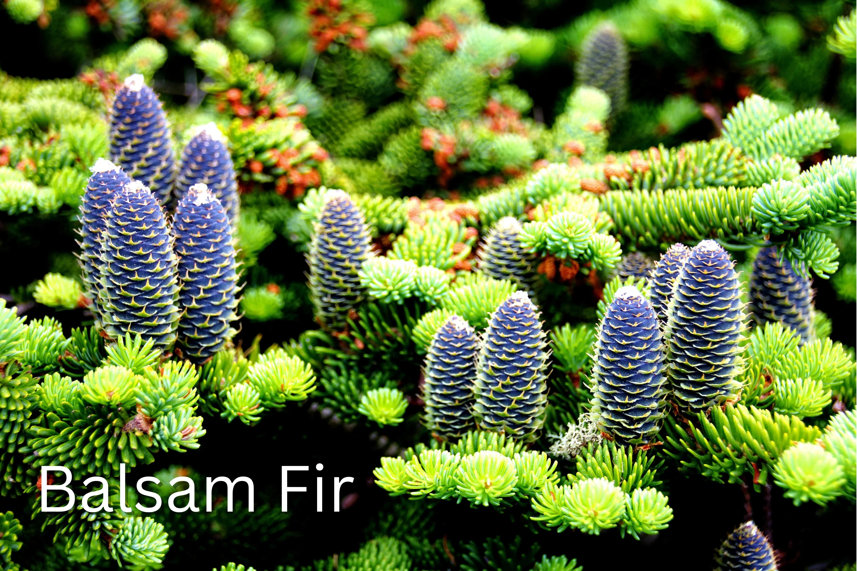 Grow Your Own CHRISTMAS TREE COLLECTION - 4 Gift Packets of Tree Seeds - Fraser Fir, Balsam Fir, Douglas Fir, & Blue Spruce + Free Gift Bag - Image 19