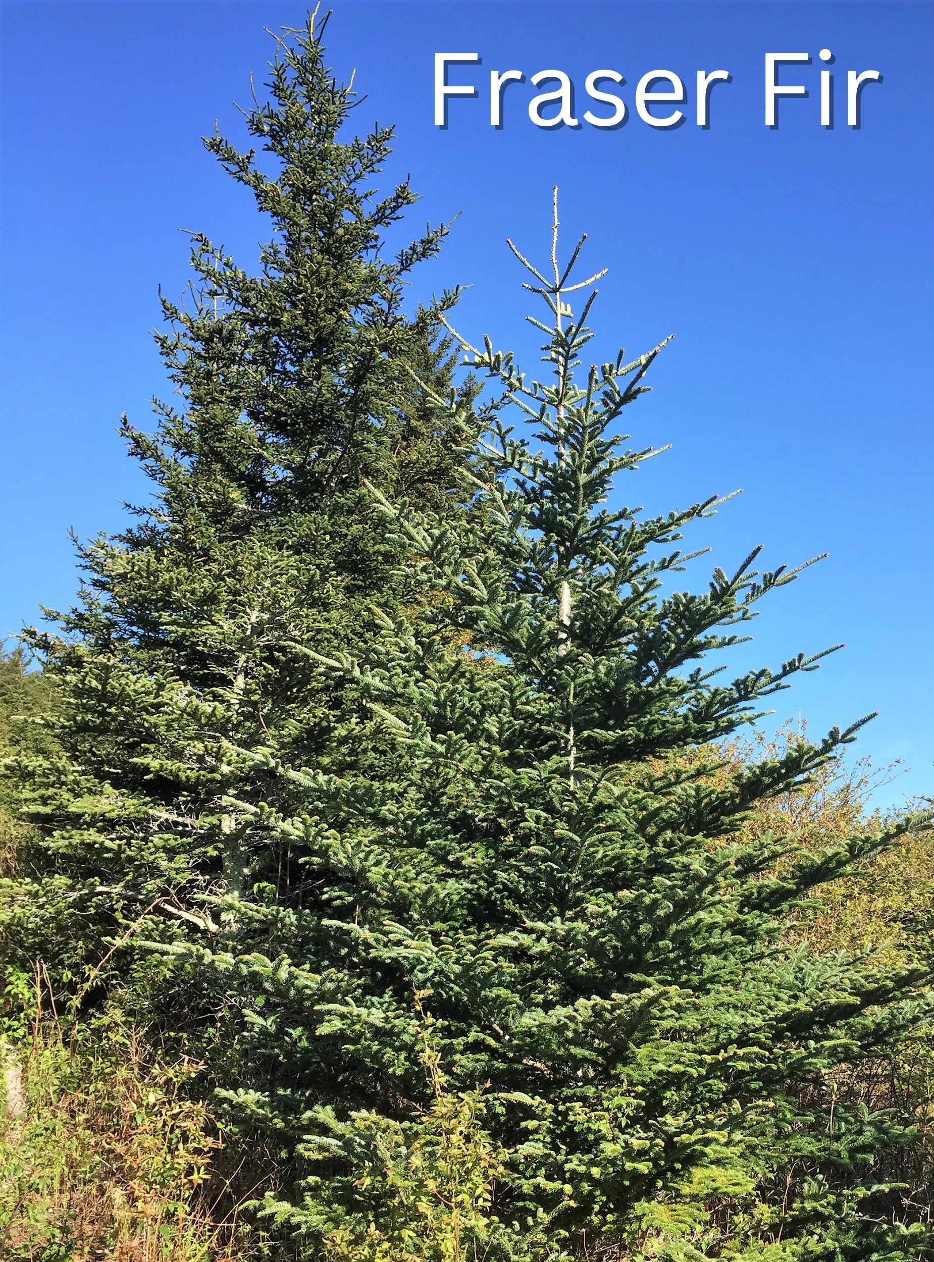 Grow Your Own CHRISTMAS TREE COLLECTION - 4 Gift Packets of Tree Seeds - Fraser Fir, Balsam Fir, Douglas Fir, & Blue Spruce + Free Gift Bag - Image 20