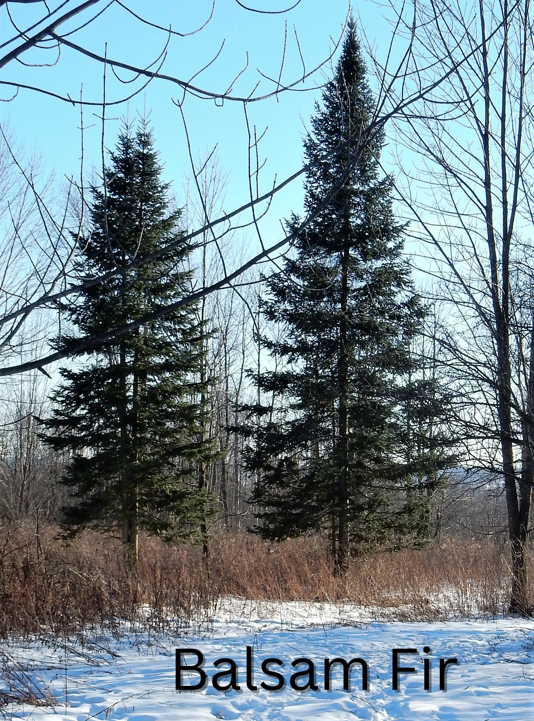 Grow Your Own CHRISTMAS TREE COLLECTION - 4 Gift Packets of Tree Seeds - Fraser Fir, Balsam Fir, Douglas Fir, & Blue Spruce + Free Gift Bag - Image 21