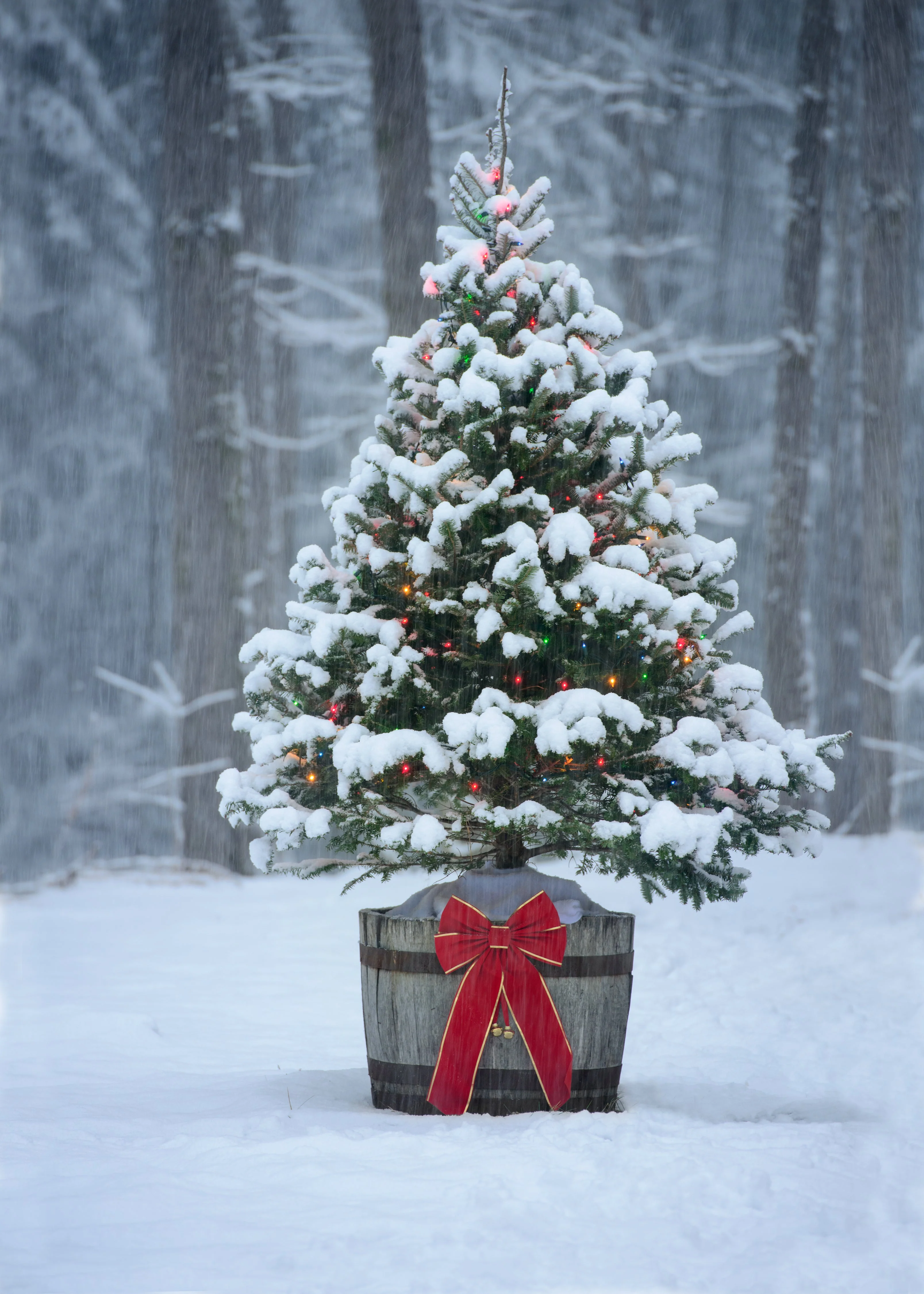 Grow Your Own CHRISTMAS TREE COLLECTION - 4 Gift Packets of Tree Seeds - Fraser Fir, Balsam Fir, Douglas Fir, & Blue Spruce + Free Gift Bag - Image 7