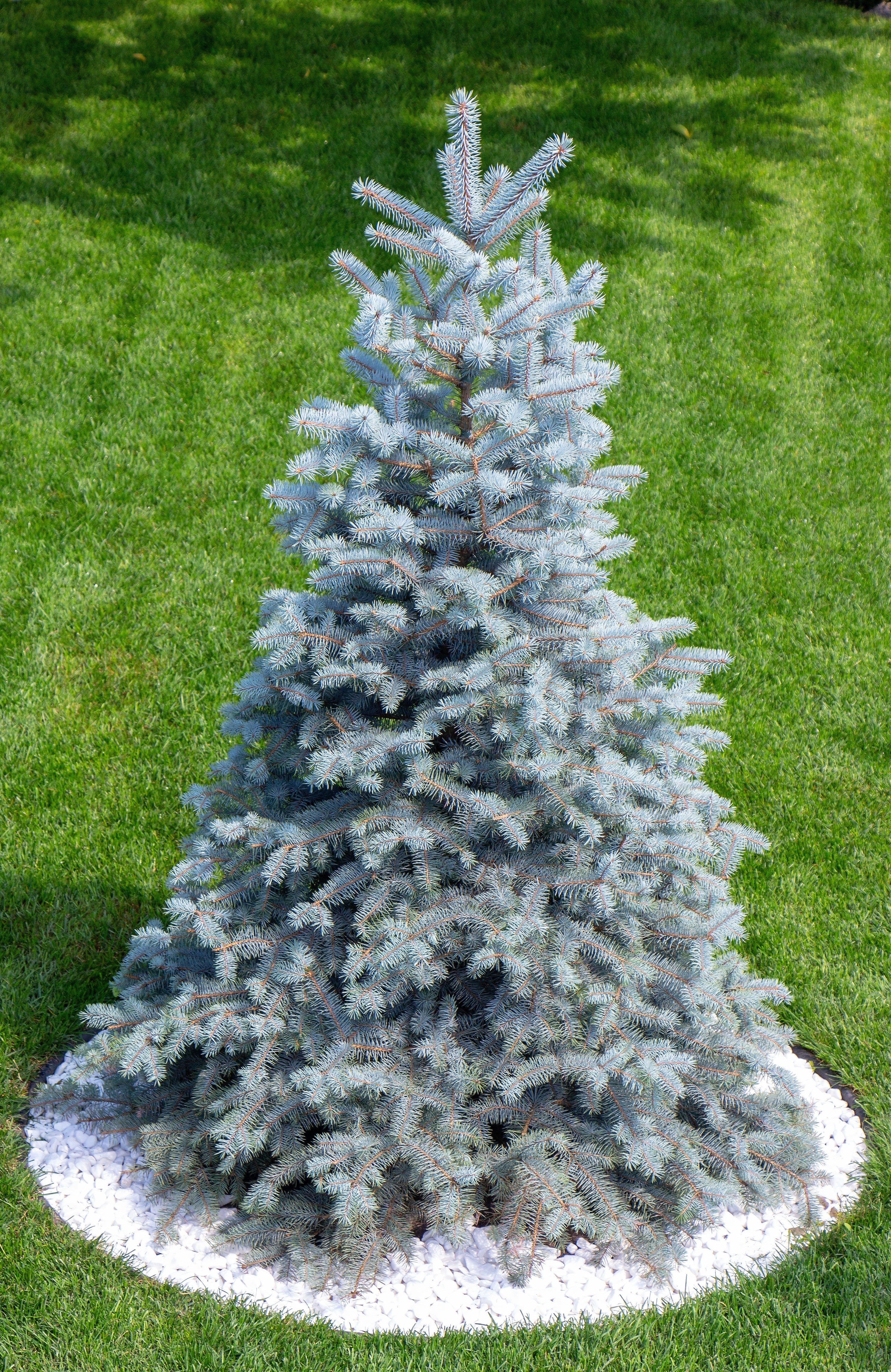 Grow Your Own CHRISTMAS TREE - Colorado Blue Spruce ( Picea Pungens Glauca ) Gift Packet of Tree Seeds - Image 2