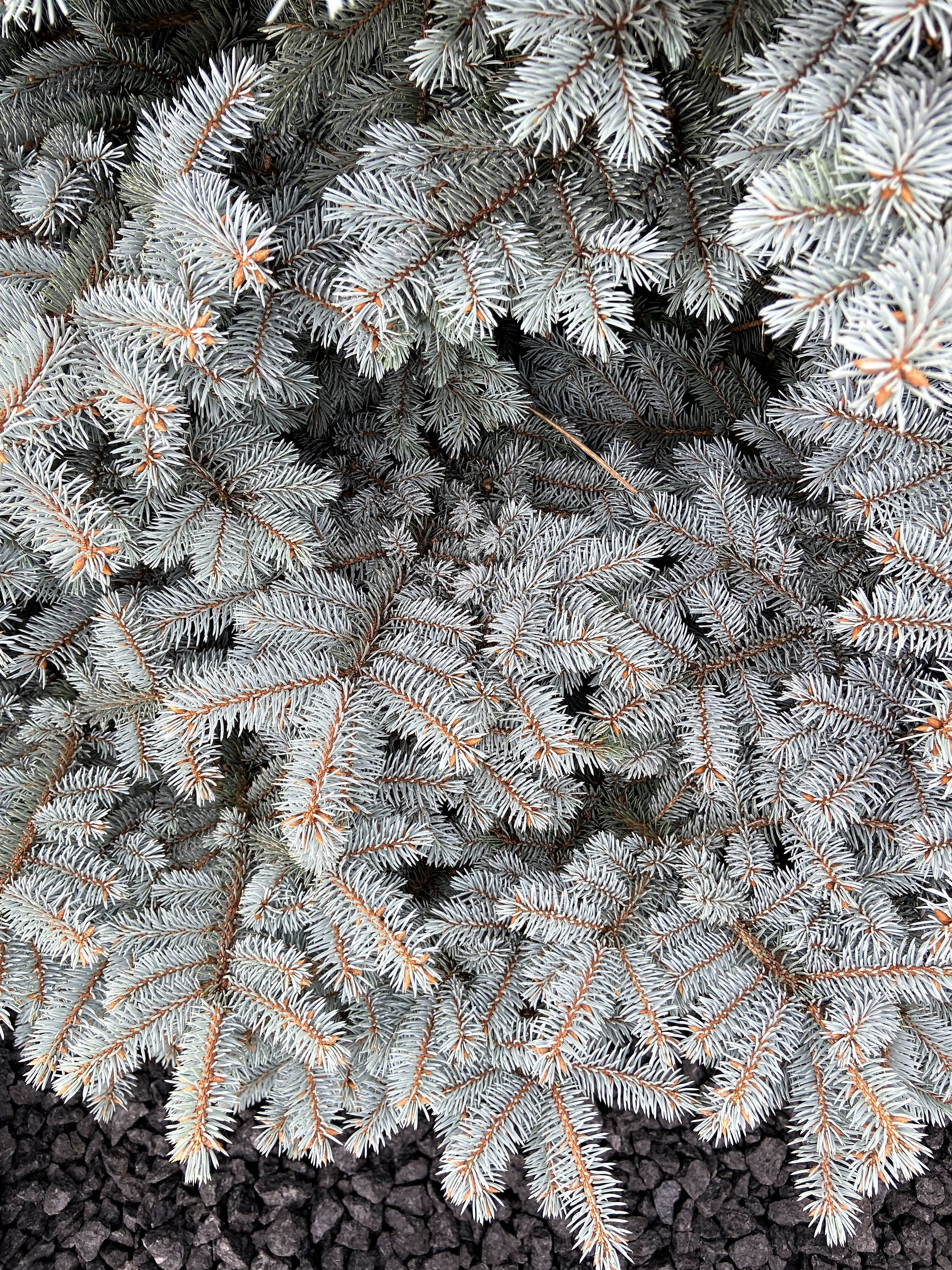 Grow Your Own CHRISTMAS TREE - Colorado Blue Spruce ( Picea Pungens Glauca ) Gift Packet of Tree Seeds - Image 3