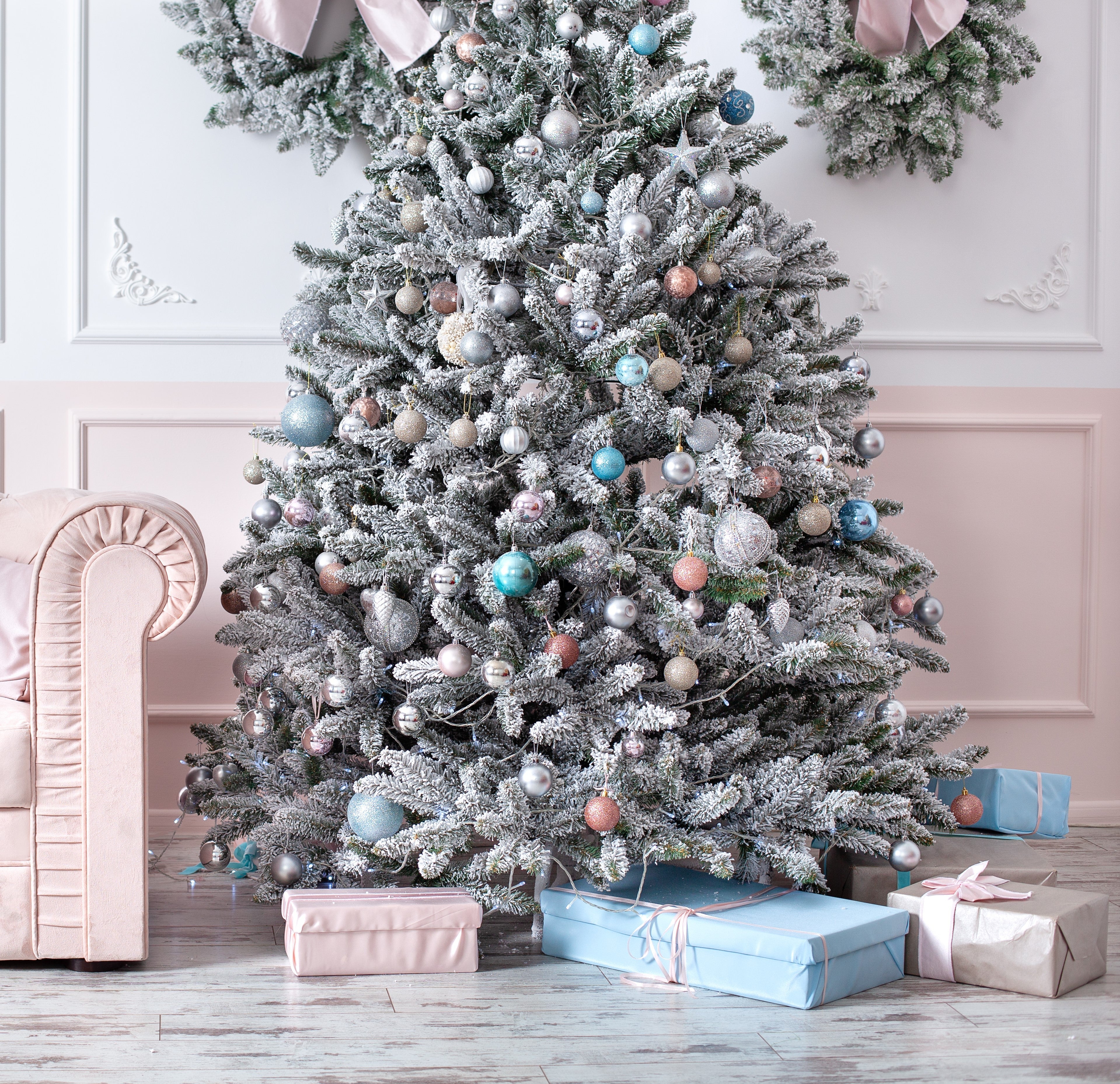 Grow Your Own CHRISTMAS TREE - Colorado Blue Spruce ( Picea Pungens Glauca ) Gift Packet of Tree Seeds - Image 4