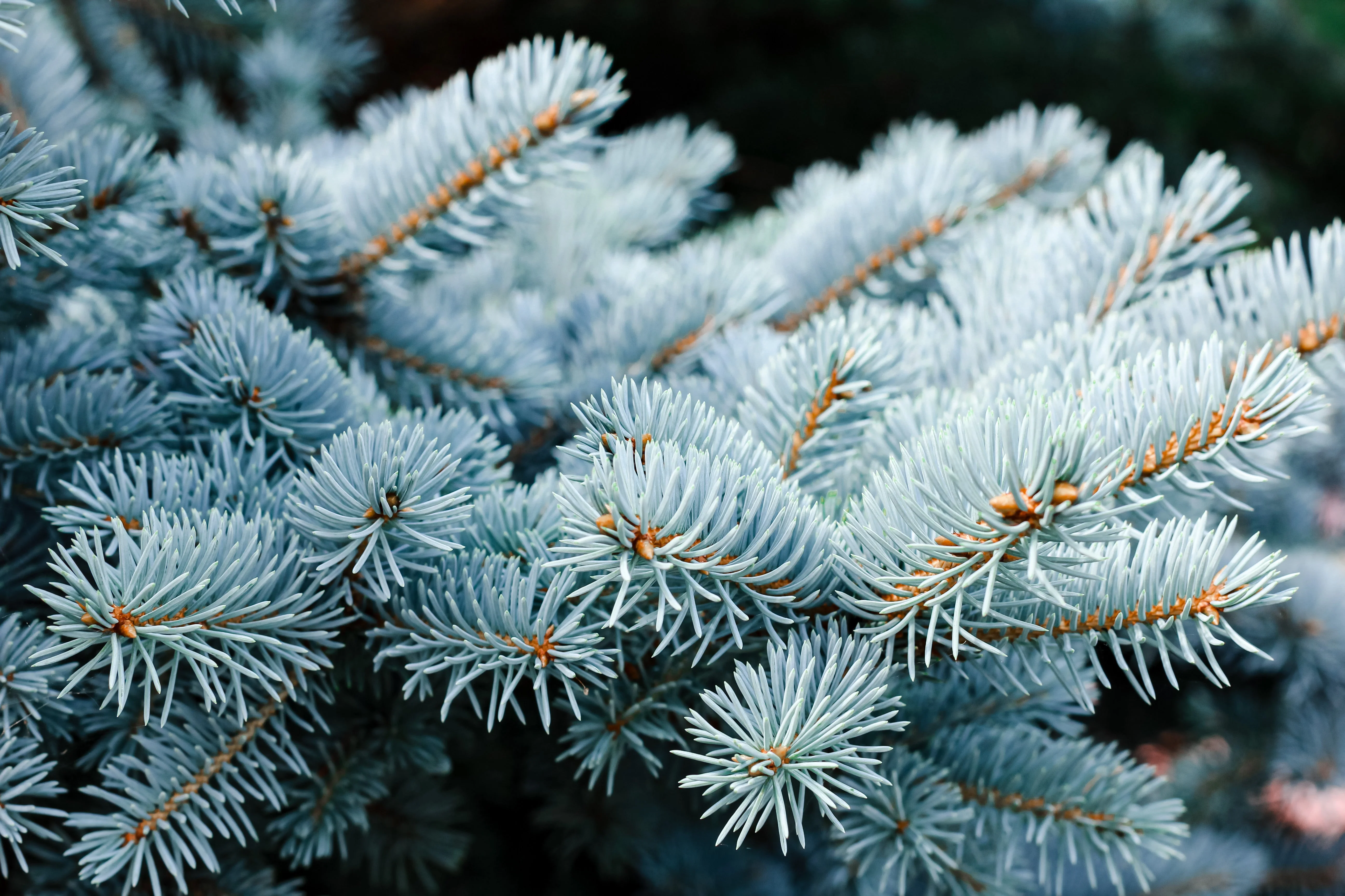 Grow Your Own CHRISTMAS TREE - Colorado Blue Spruce ( Picea Pungens Glauca ) Gift Packet of Tree Seeds - Image 7