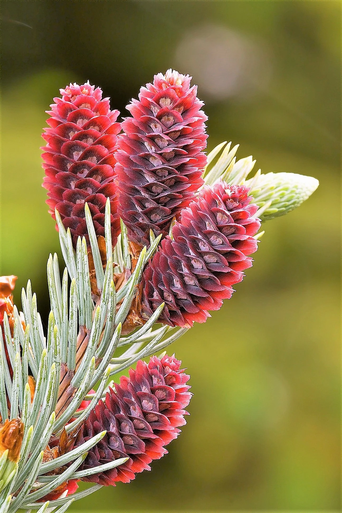 Grow Your Own CHRISTMAS TREE - Colorado Blue Spruce ( Picea Pungens Glauca ) Gift Packet of Tree Seeds - Image 8
