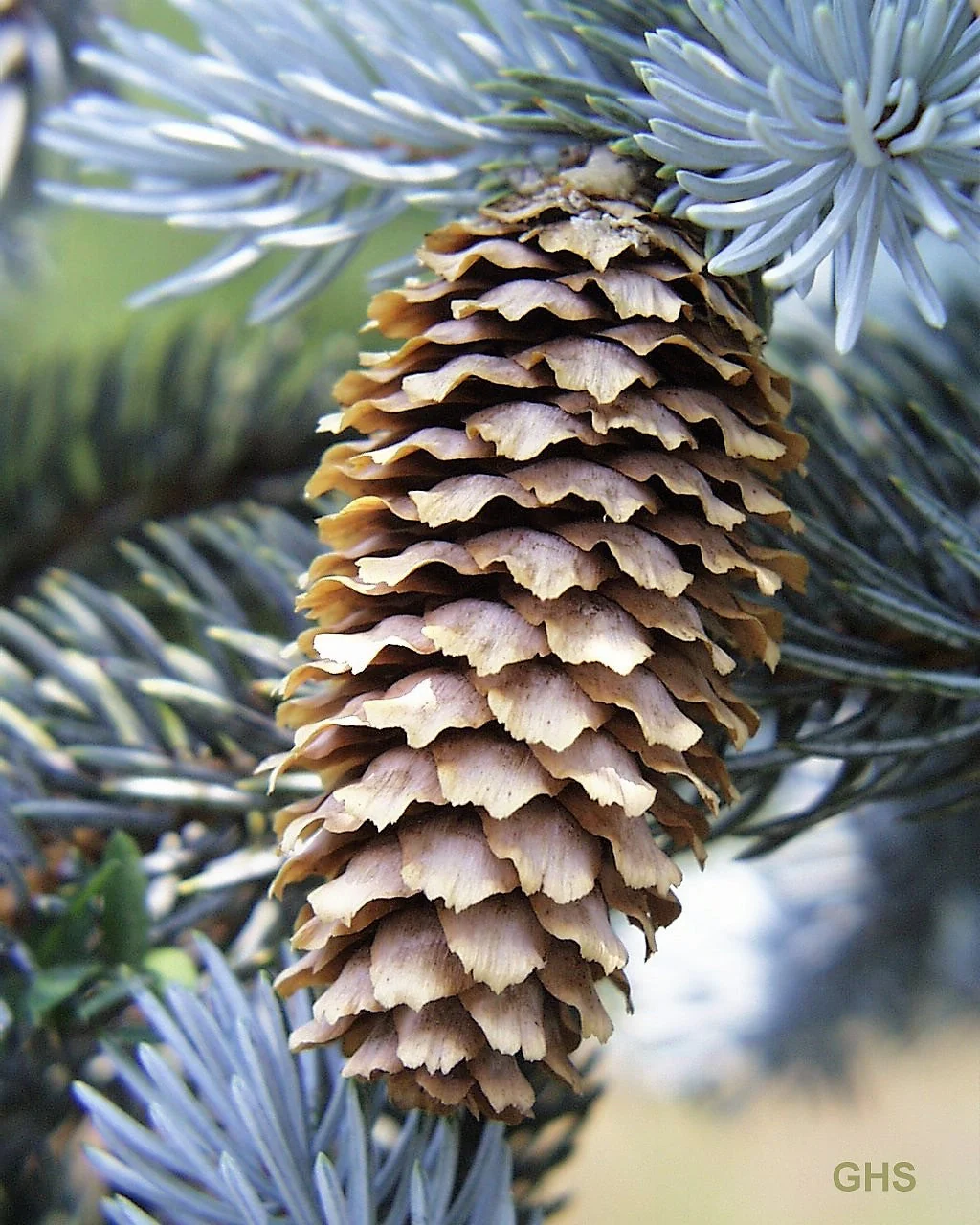Grow Your Own CHRISTMAS TREE - Colorado Blue Spruce ( Picea Pungens Glauca ) Gift Packet of Tree Seeds - Image 9