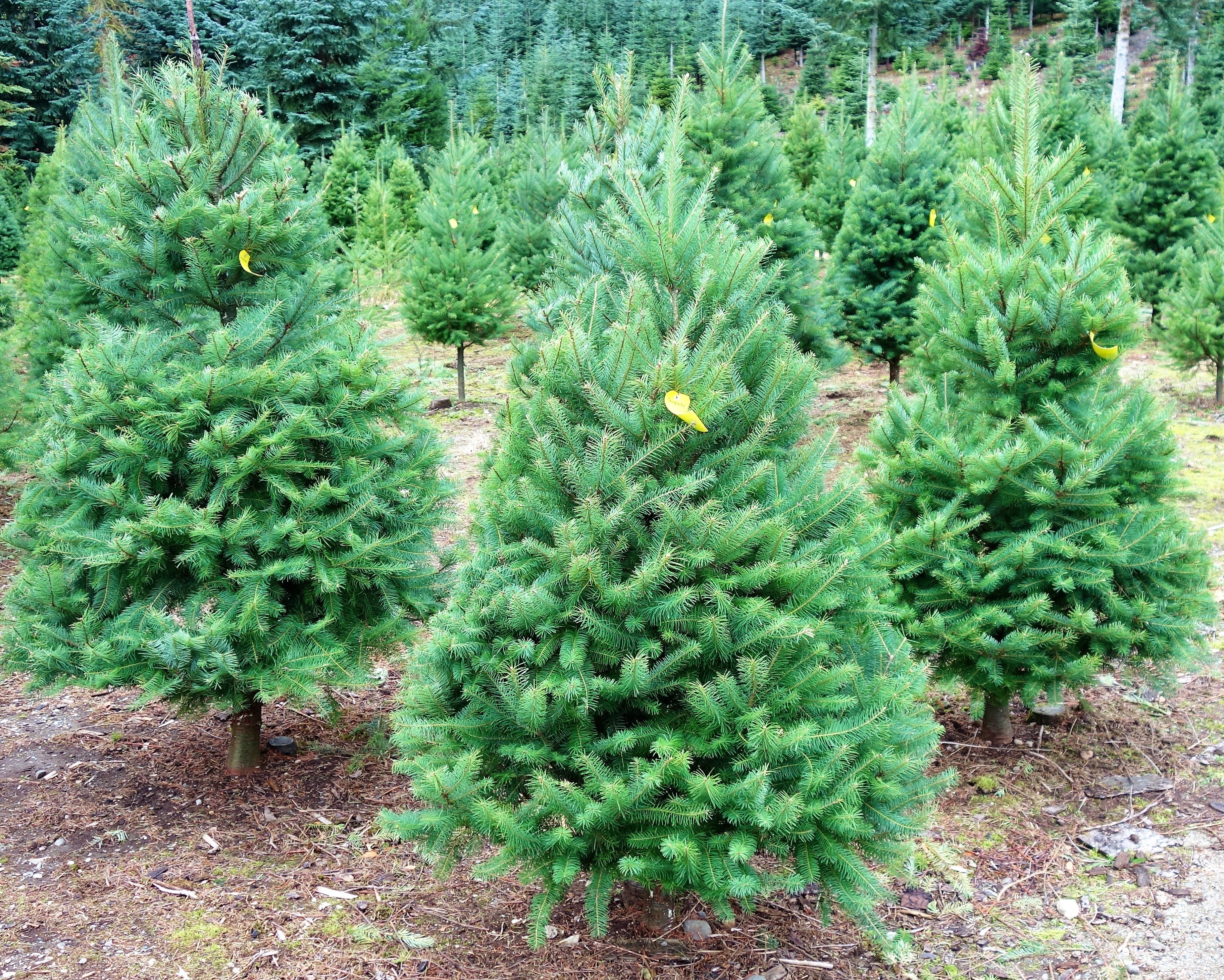 Grow Your Own CHRISTMAS TREE - Douglas Fir ( Pseudotsuga Menziesii ) Gift Packet of Tree Seeds - Image 4