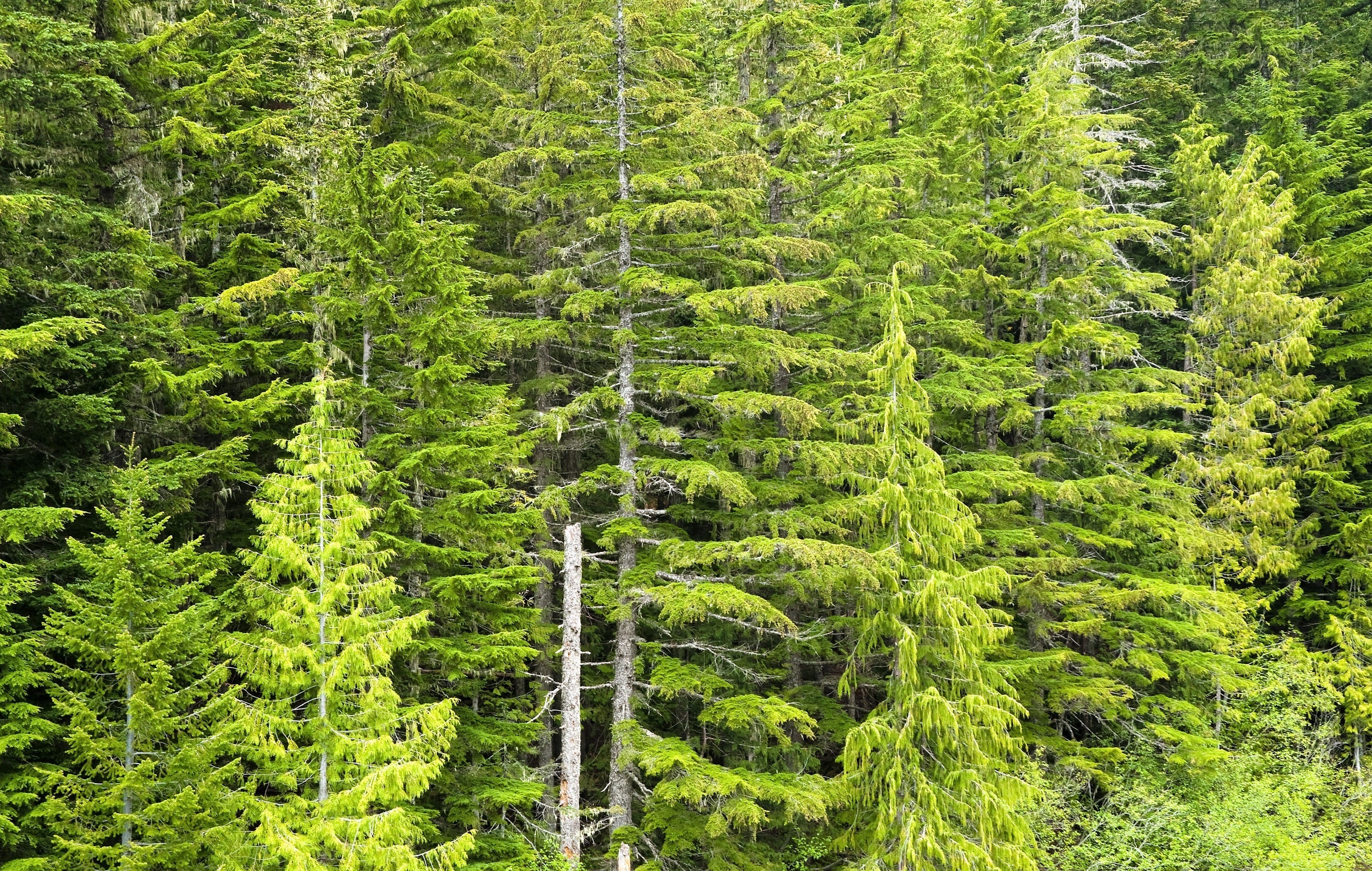Grow Your Own CHRISTMAS TREE - Douglas Fir ( Pseudotsuga Menziesii ) Gift Packet of Tree Seeds - Image 5