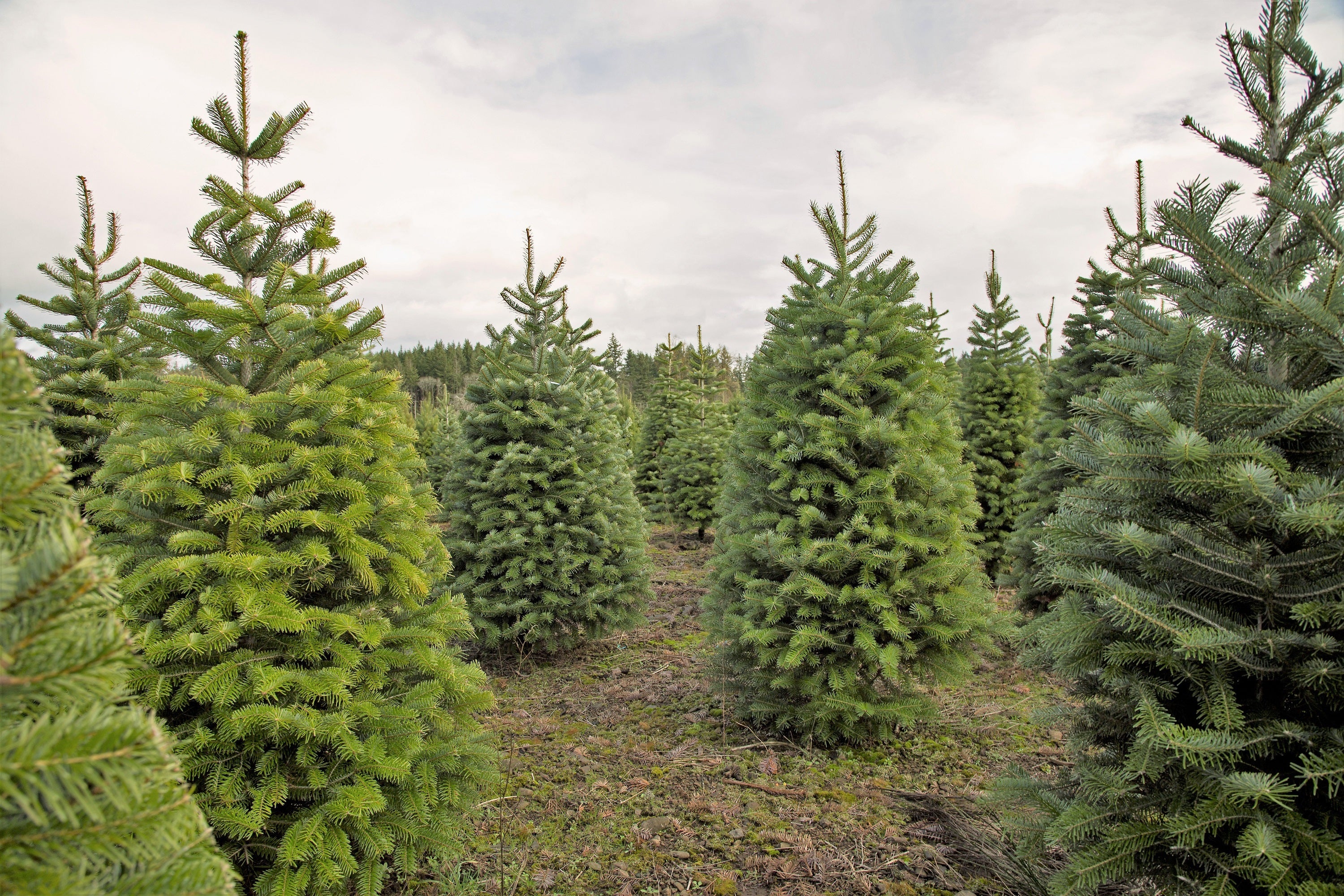 Grow Your Own CHRISTMAS TREE - Douglas Fir ( Pseudotsuga Menziesii ) Gift Packet of Tree Seeds - Image 6
