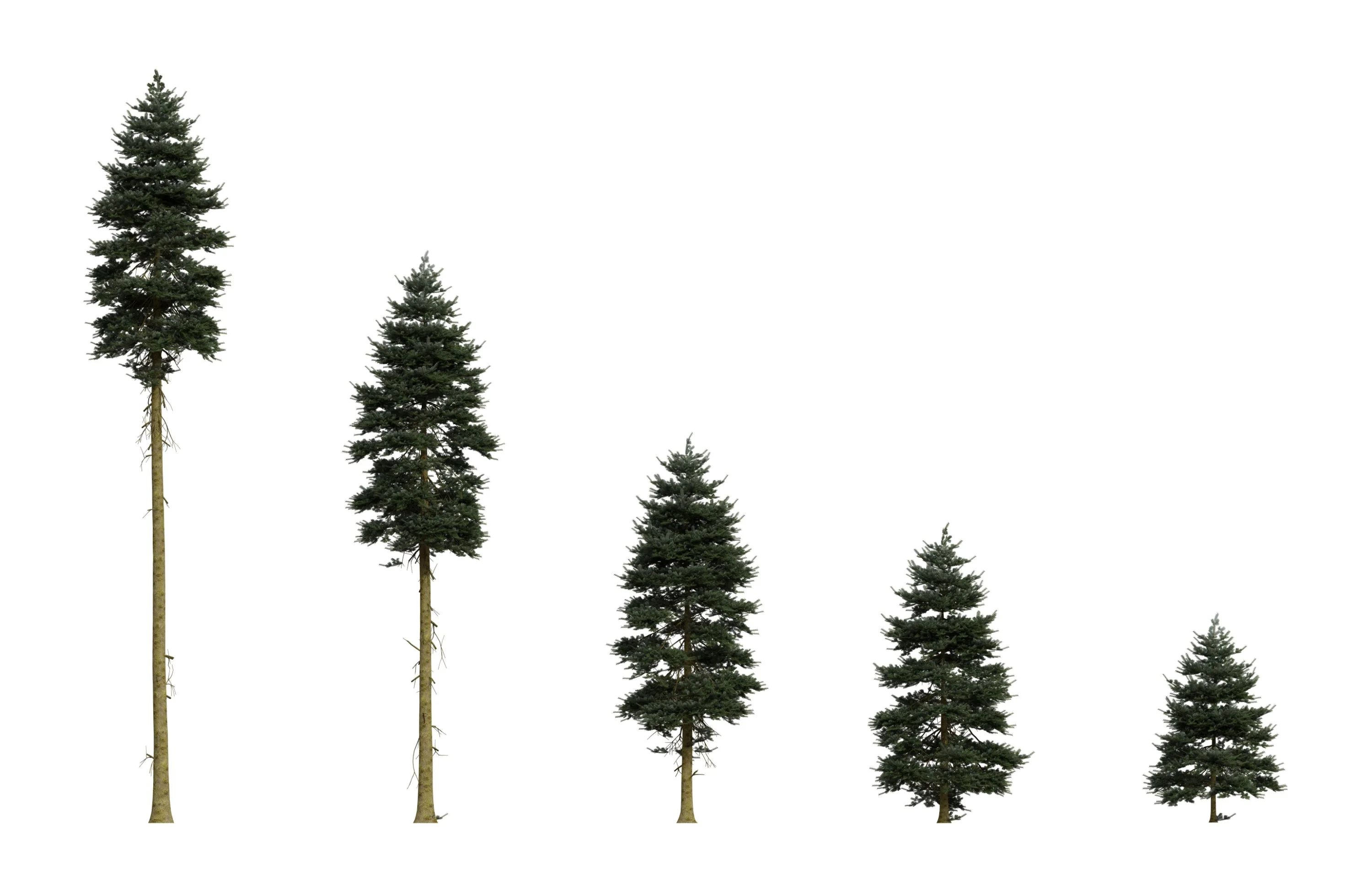 Grow Your Own CHRISTMAS TREE - Douglas Fir ( Pseudotsuga Menziesii ) Gift Packet of Tree Seeds - Image 8