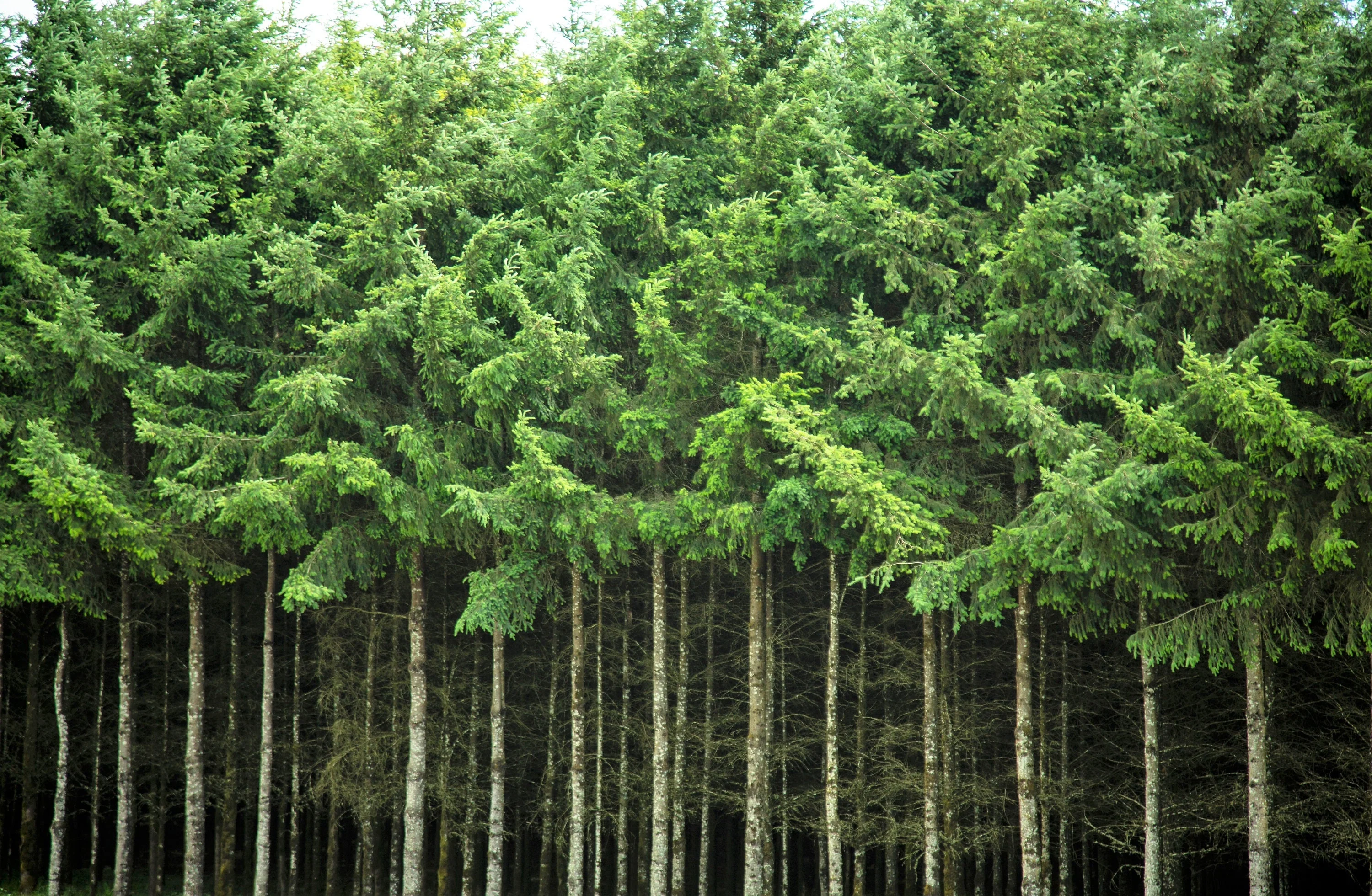 Grow Your Own CHRISTMAS TREE - Douglas Fir ( Pseudotsuga Menziesii ) Gift Packet of Tree Seeds - Image 9