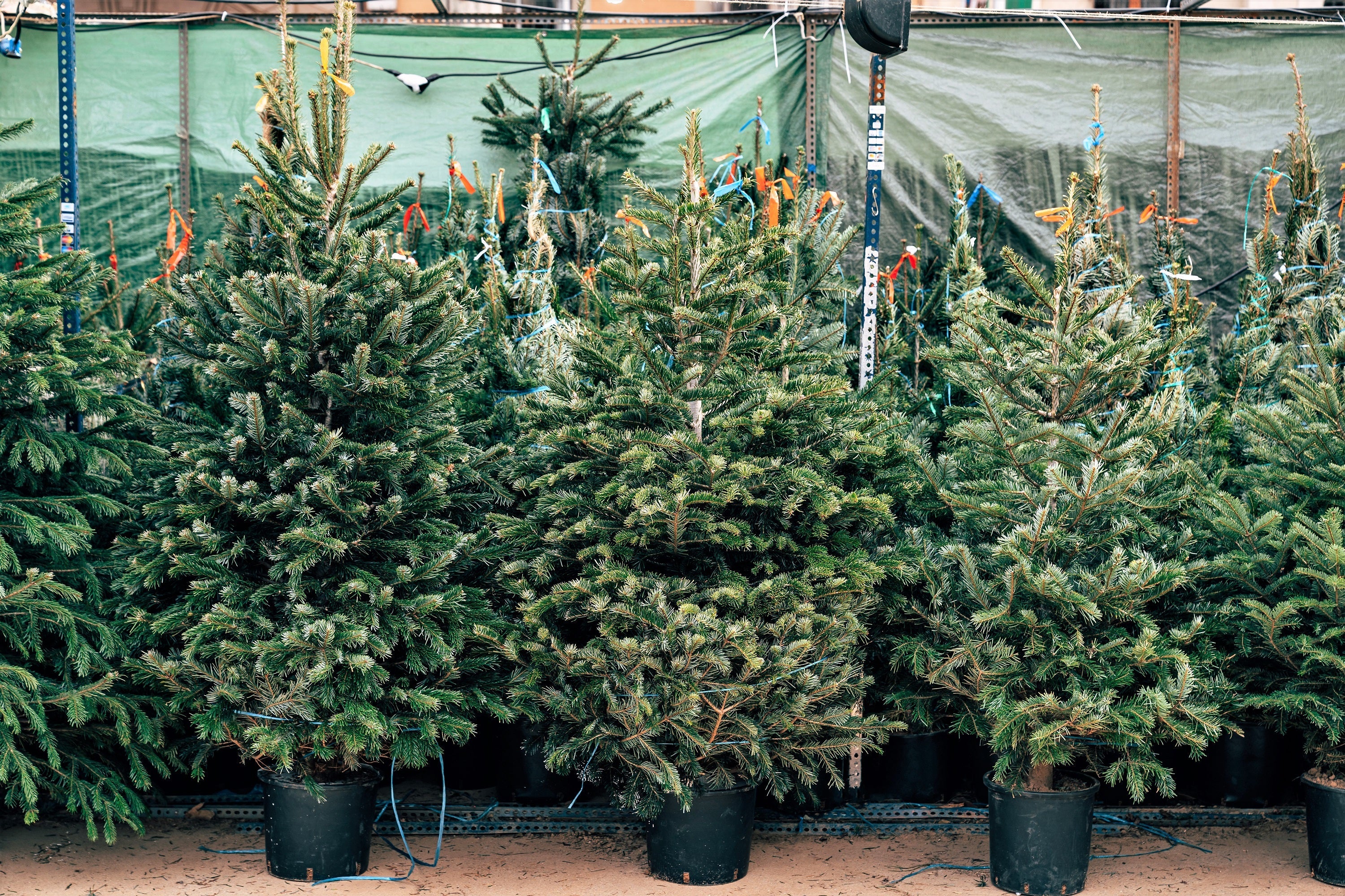 Grow Your Own CHRISTMAS TREE - Fraser Fir ( Abies Fraseri ) Gift Packet of Tree Seeds - Image 10