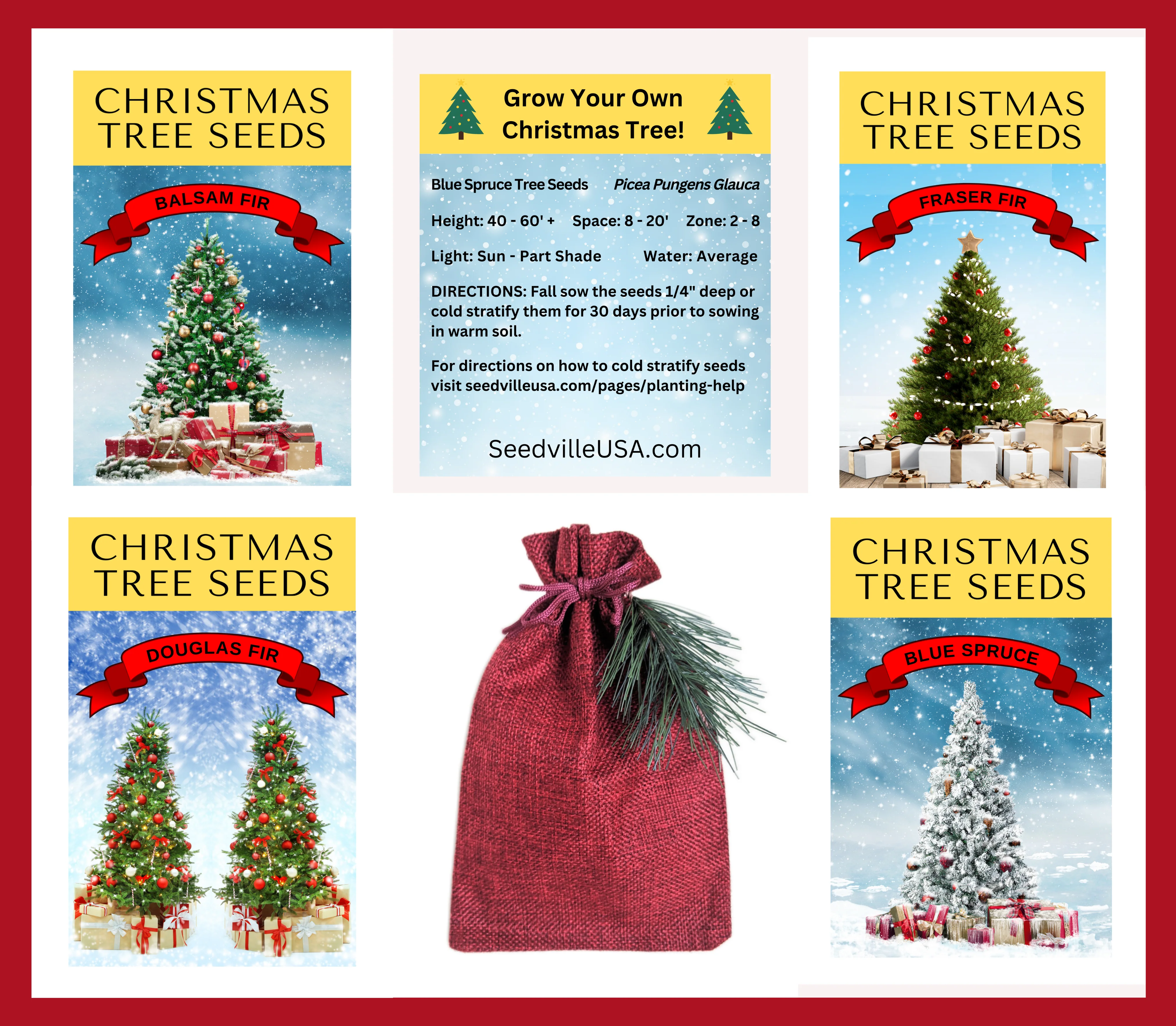 Grow Your Own CHRISTMAS TREE - Fraser Fir ( Abies Fraseri ) Gift Packet of Tree Seeds - Image 11