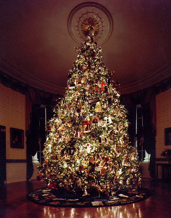 Grow Your Own CHRISTMAS TREE - Fraser Fir ( Abies Fraseri ) Gift Packet of Tree Seeds - Image 2