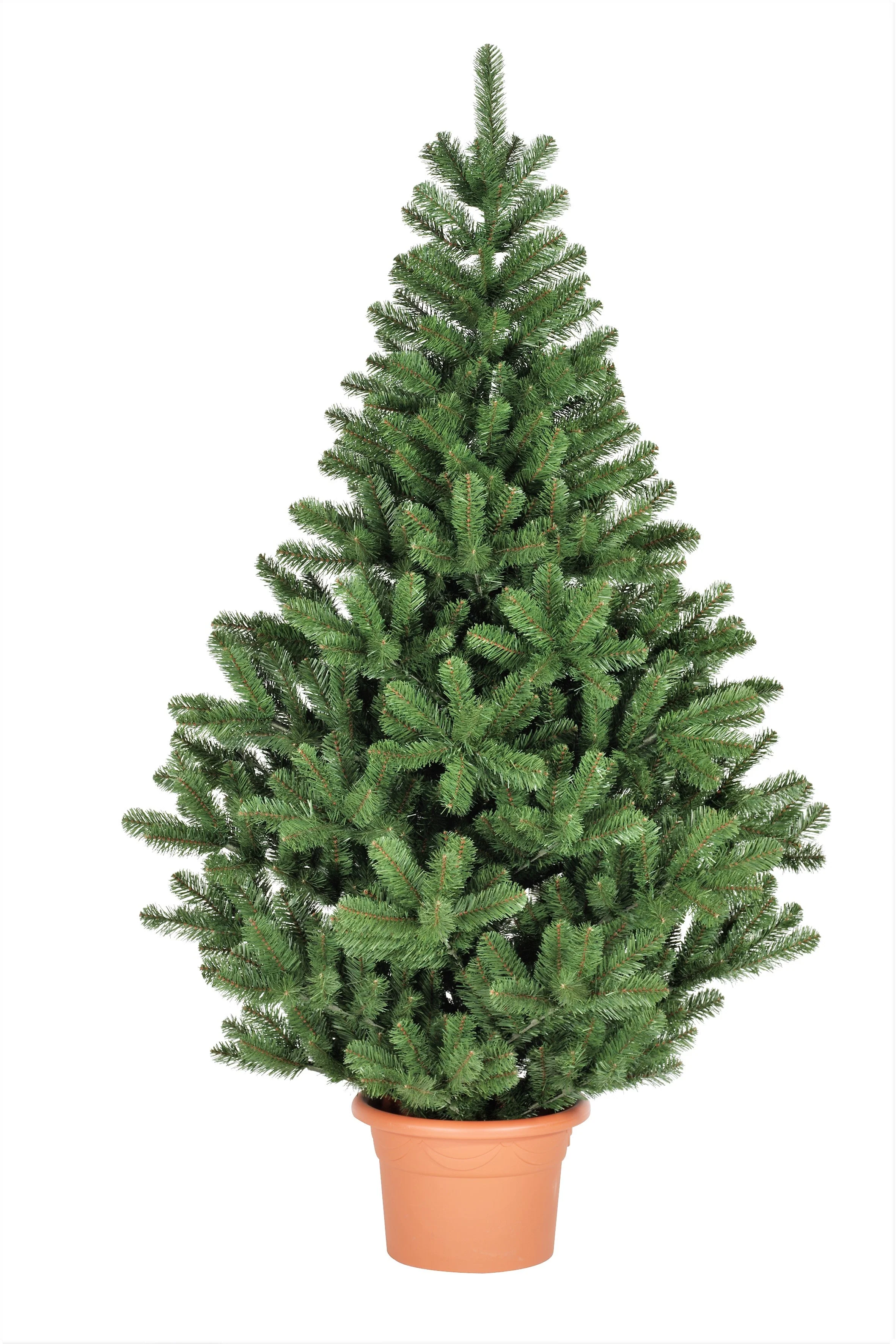 Grow Your Own CHRISTMAS TREE - Fraser Fir ( Abies Fraseri ) Gift Packet of Tree Seeds - Image 3