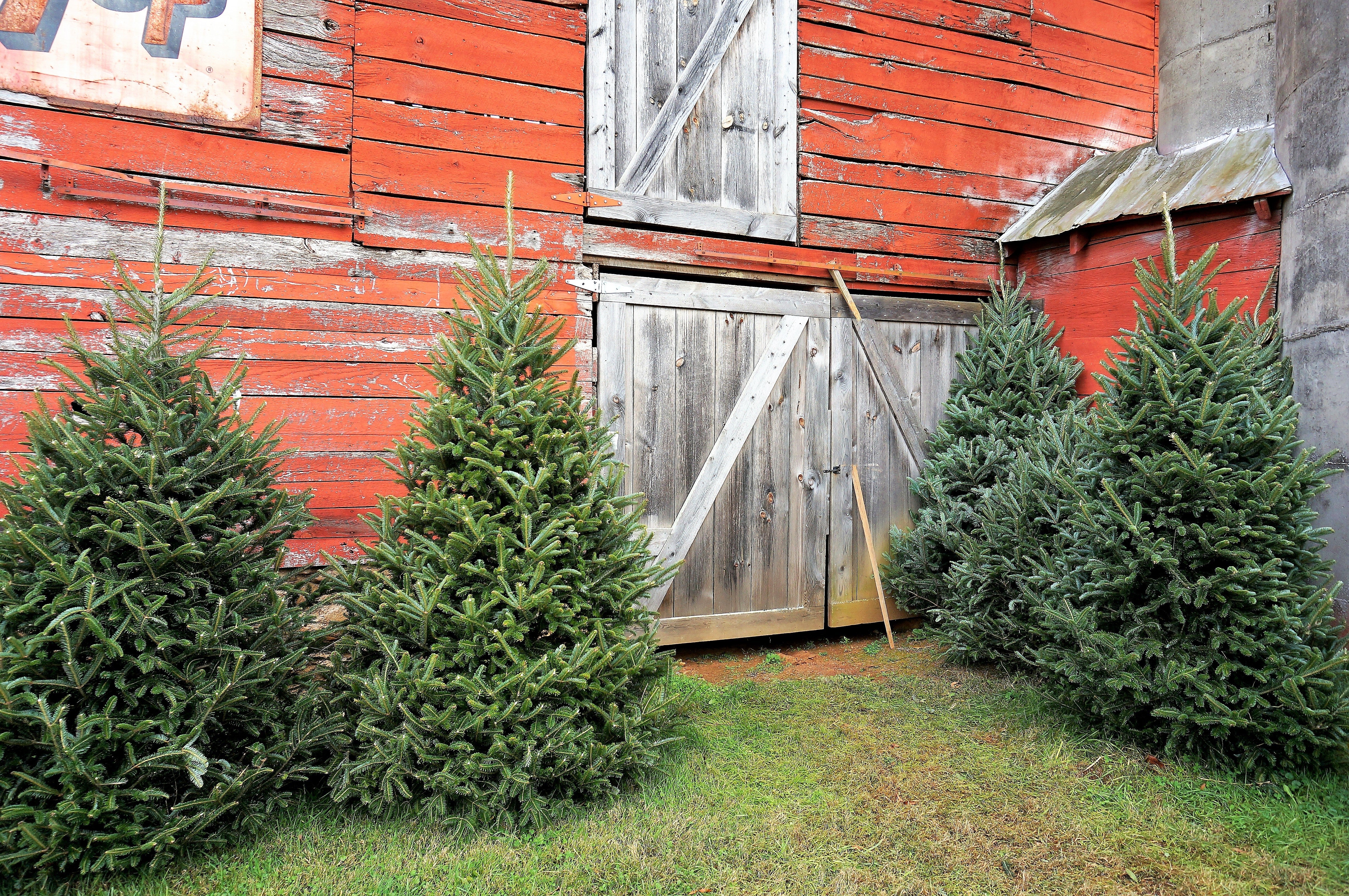 Grow Your Own CHRISTMAS TREE - Fraser Fir ( Abies Fraseri ) Gift Packet of Tree Seeds - Image 4