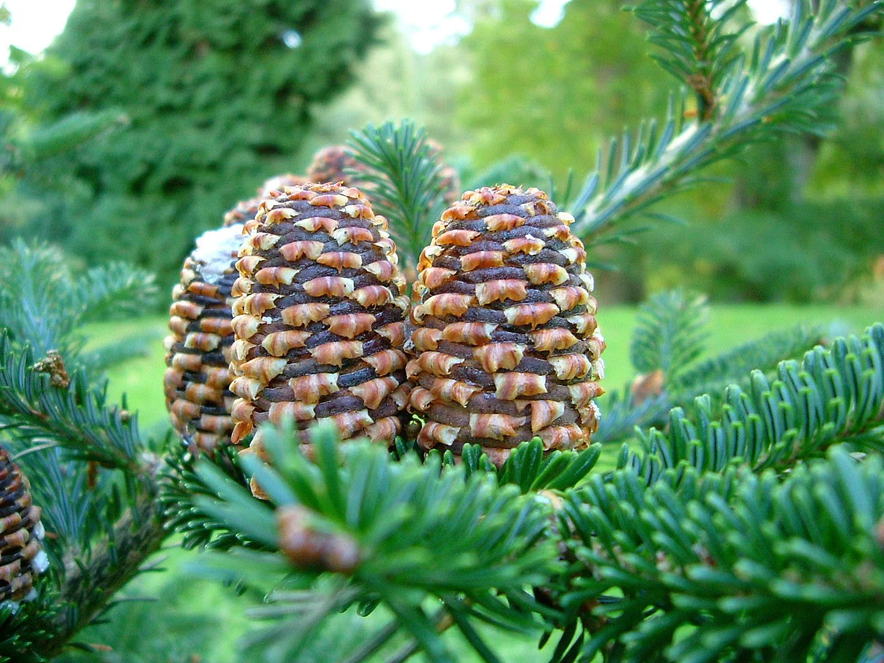 Grow Your Own CHRISTMAS TREE - Fraser Fir ( Abies Fraseri ) Gift Packet of Tree Seeds - Image 5