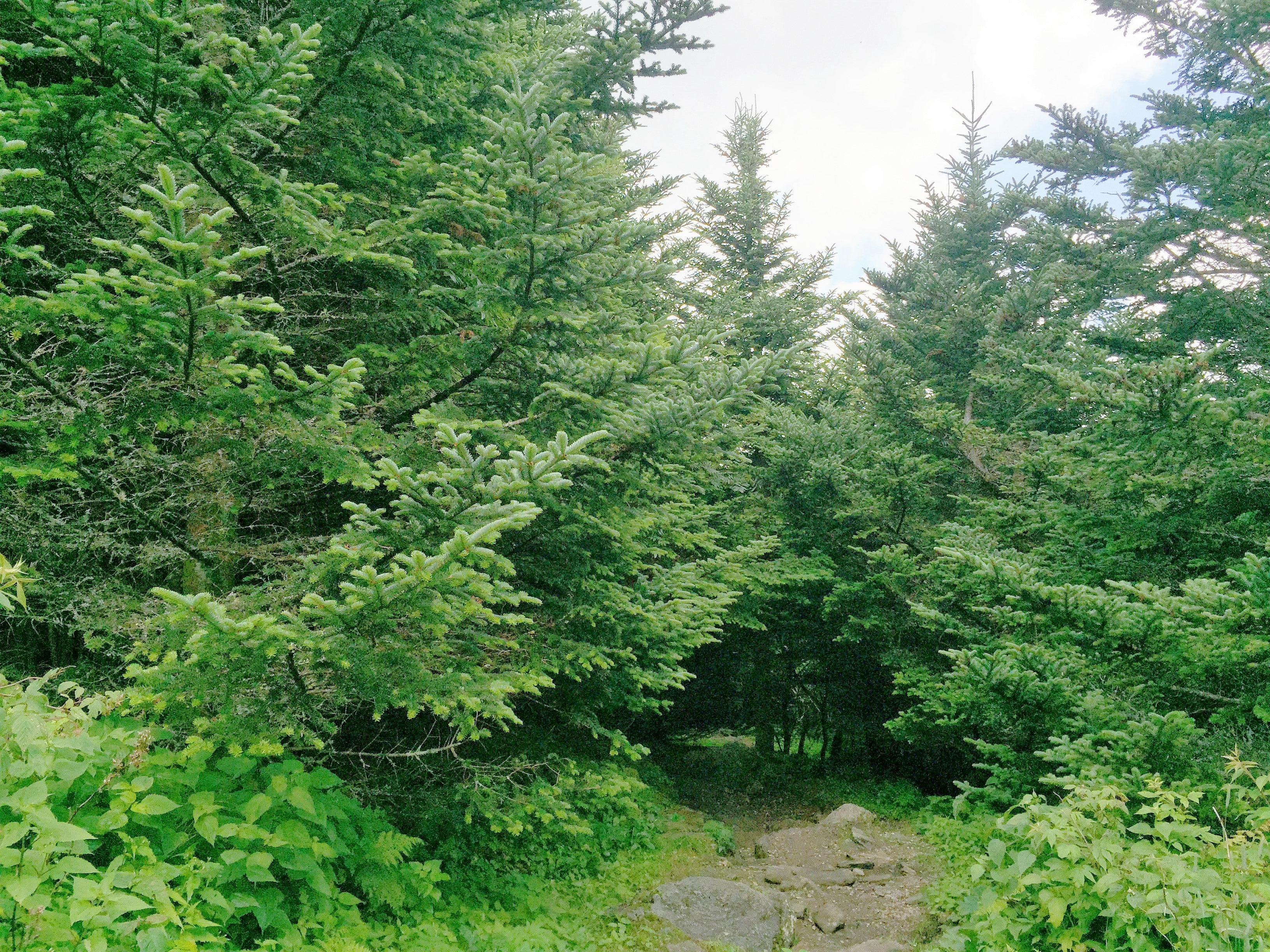 Grow Your Own CHRISTMAS TREE - Fraser Fir ( Abies Fraseri ) Gift Packet of Tree Seeds - Image 6