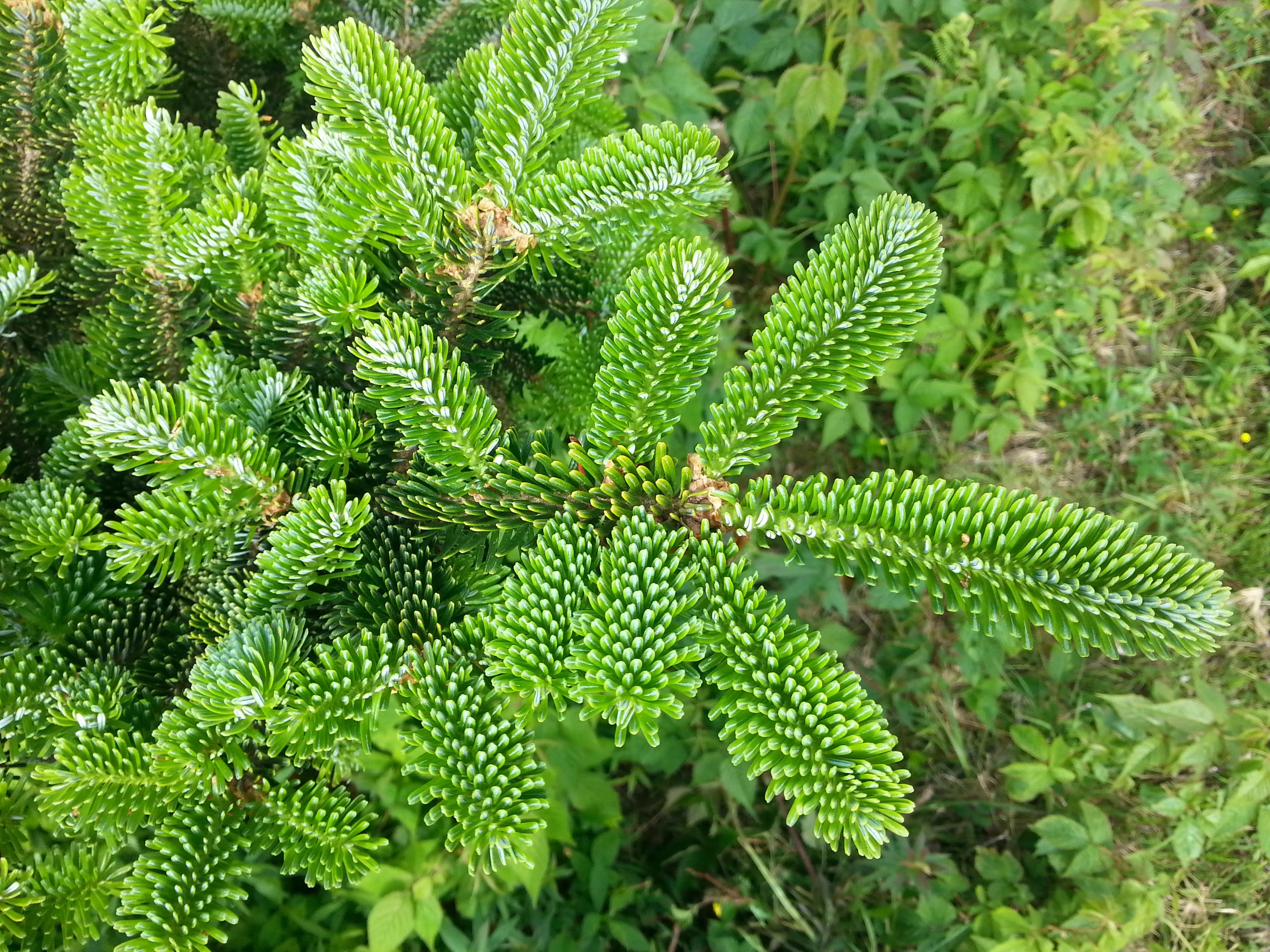 Grow Your Own CHRISTMAS TREE - Fraser Fir ( Abies Fraseri ) Gift Packet of Tree Seeds - Image 7