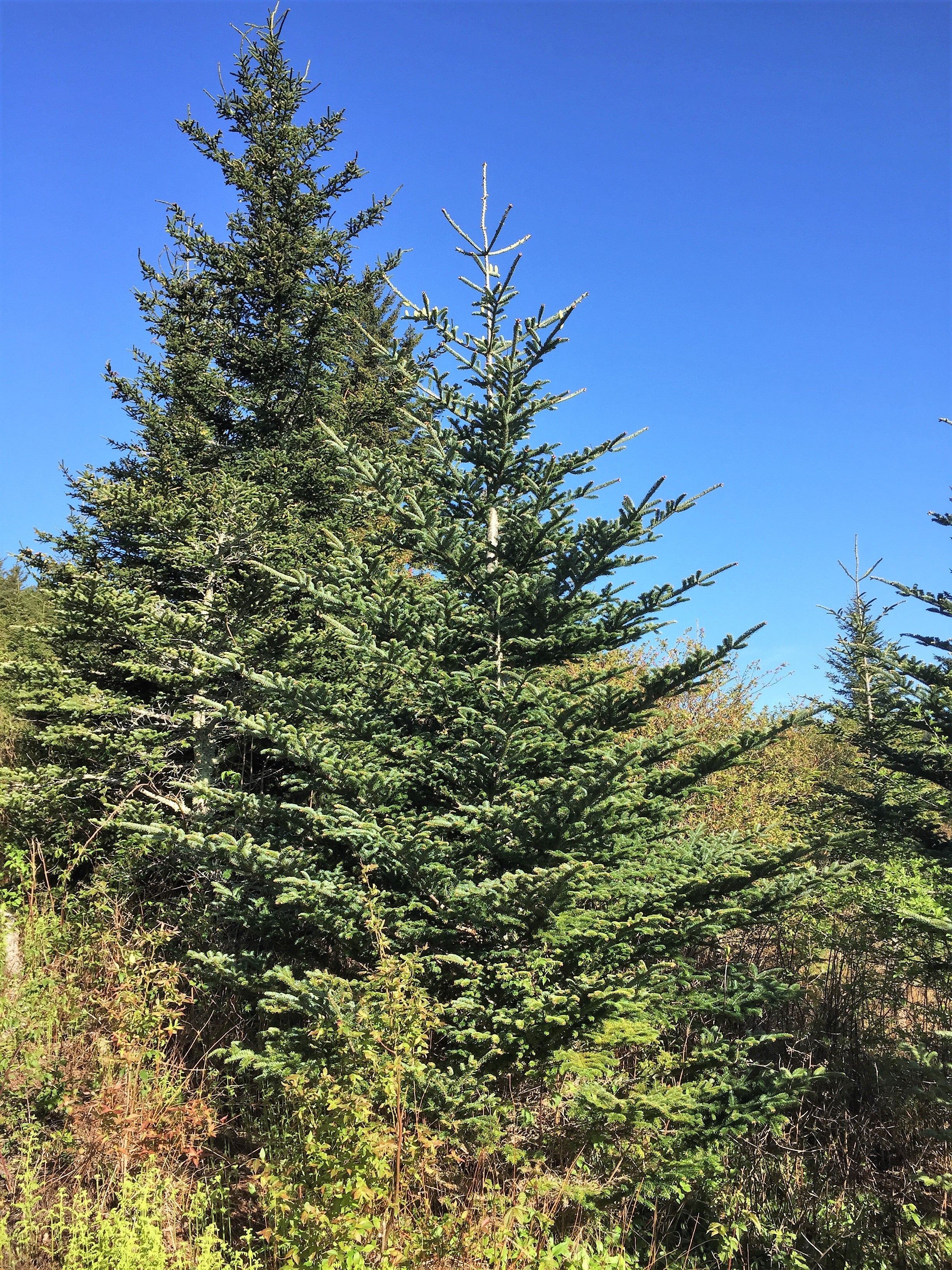 Grow Your Own CHRISTMAS TREE - Fraser Fir ( Abies Fraseri ) Gift Packet of Tree Seeds - Image 8