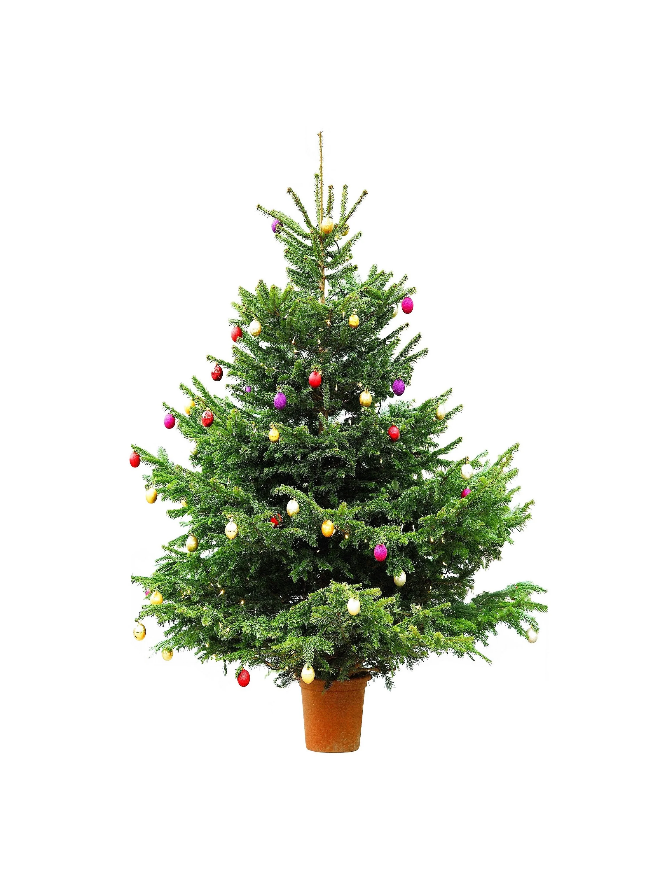 Grow Your Own CHRISTMAS TREE - Fraser Fir ( Abies Fraseri ) Gift Packet of Tree Seeds - Image 9
