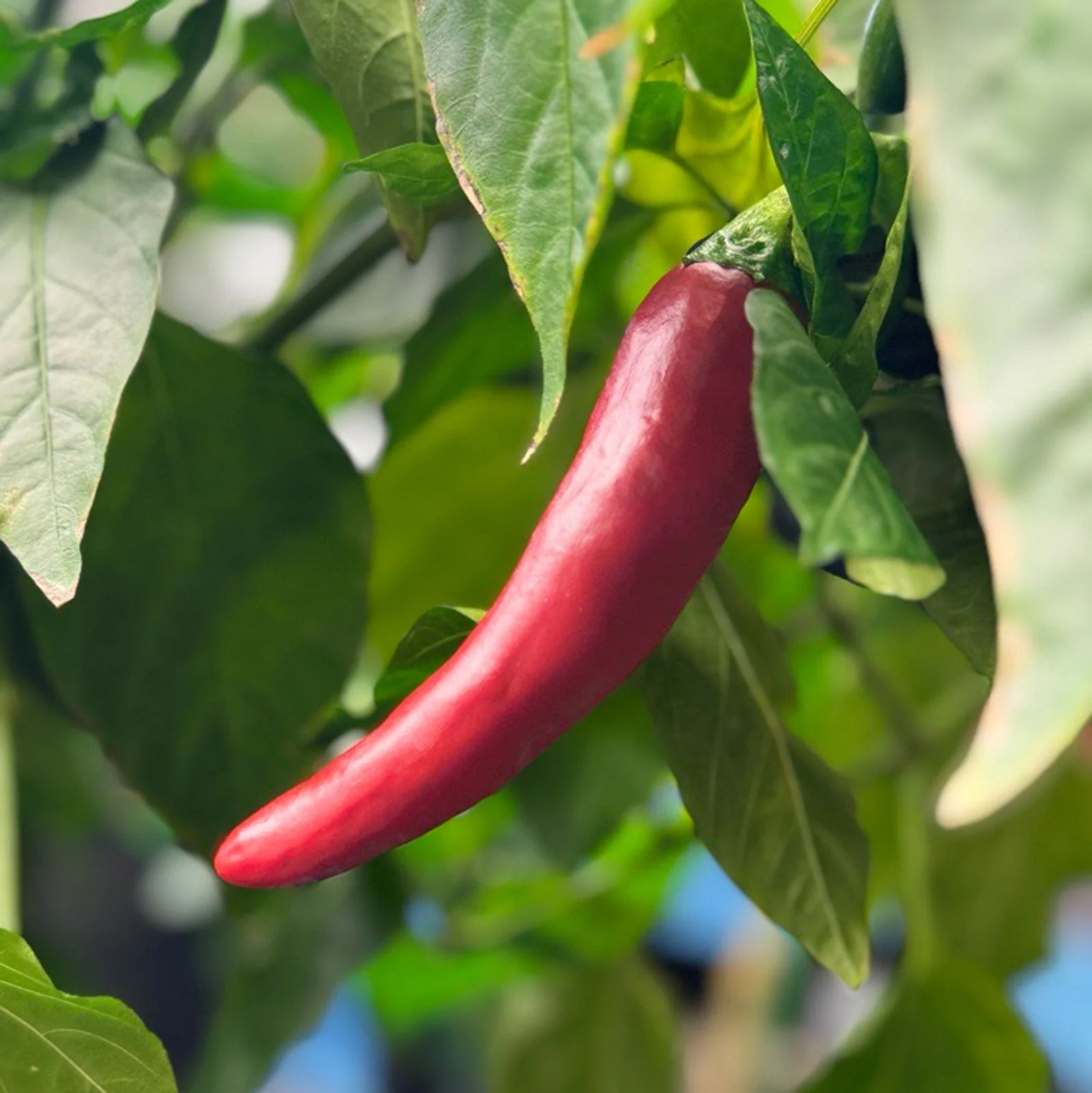 Guajillo Pepper Seeds - Image 2