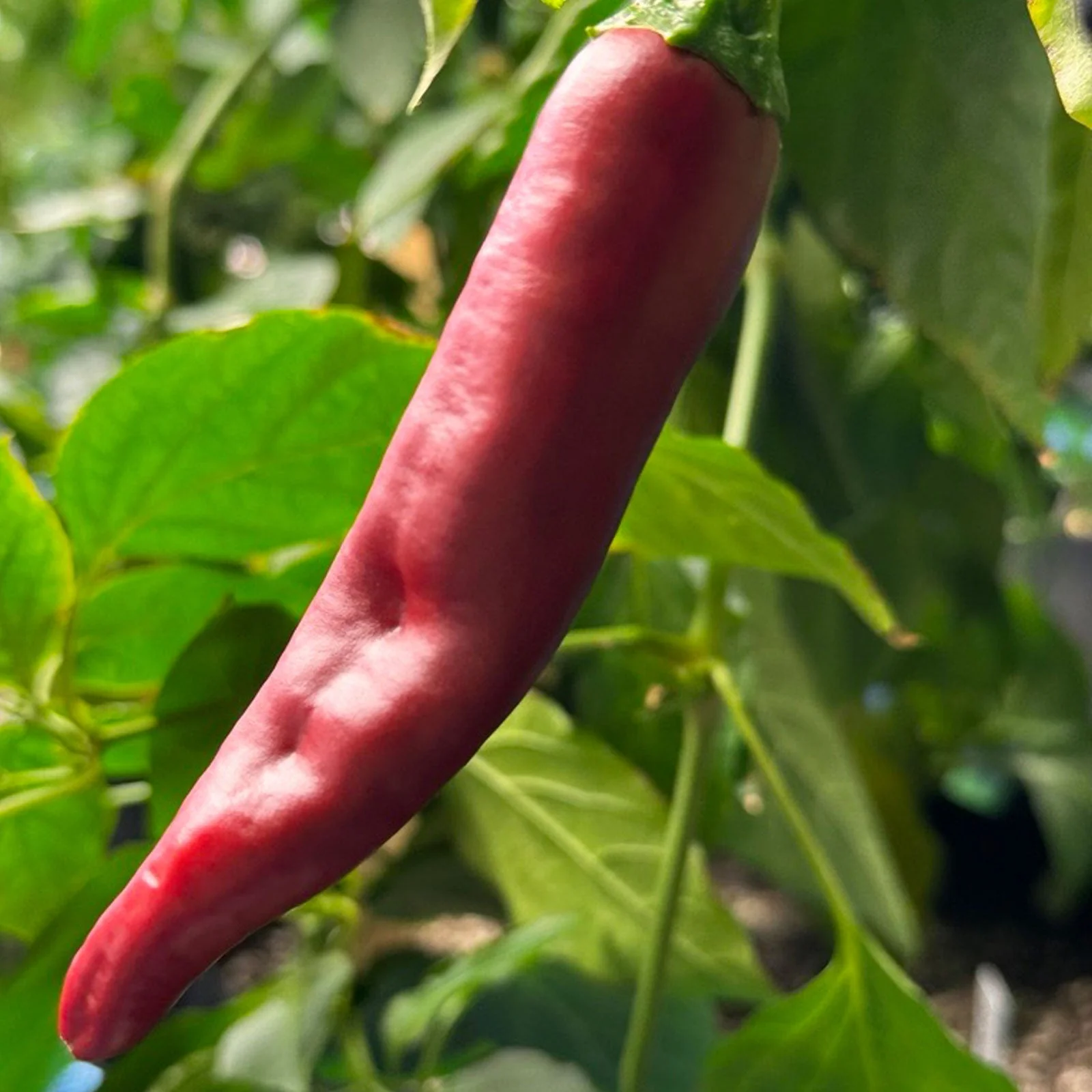 Guajillo Pepper Seeds - Image 3