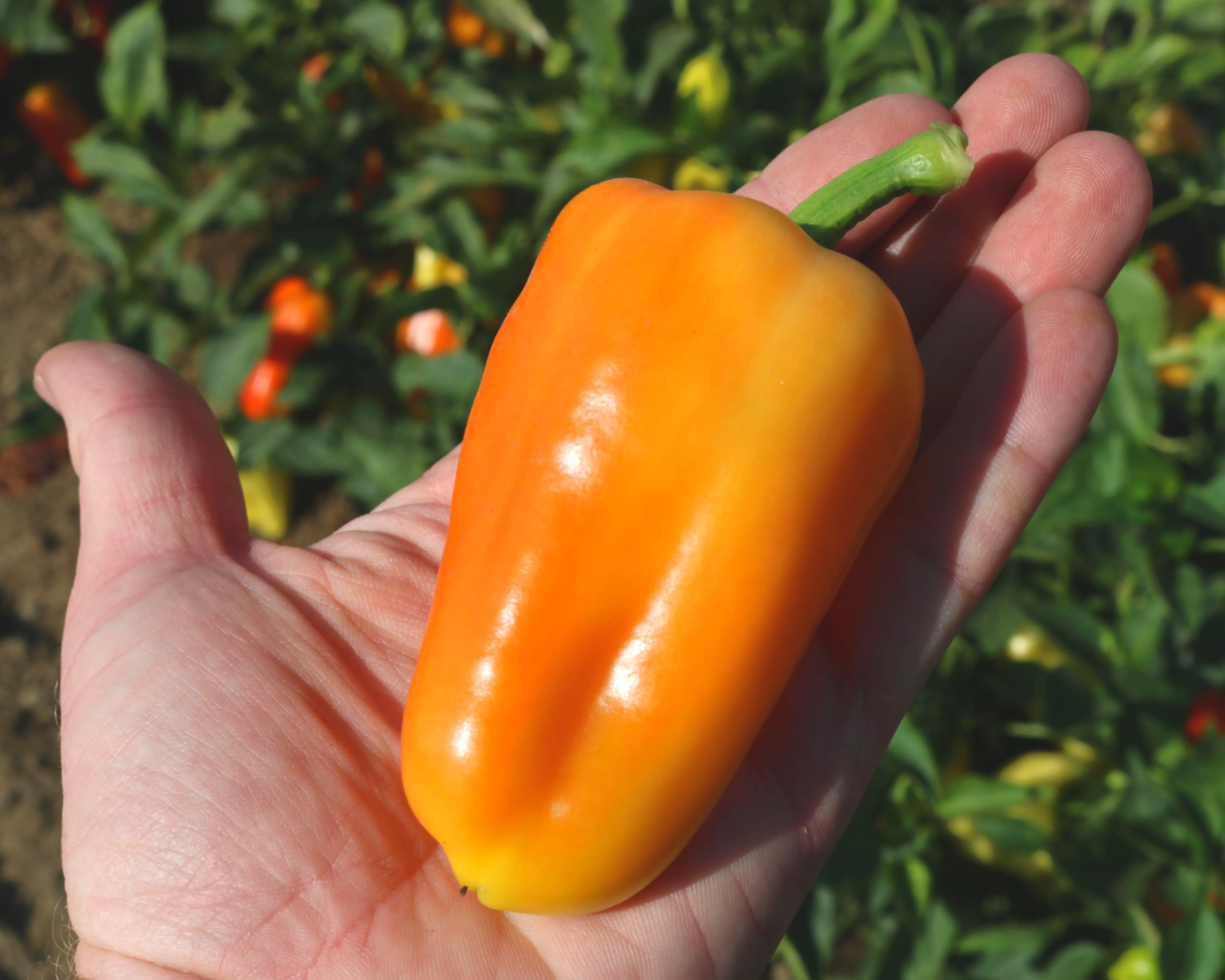 Gypsy Hybrid Pepper Seeds - Image 2