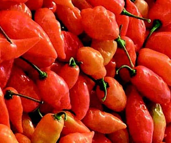 Habanada Pepper Seeds - Image 2