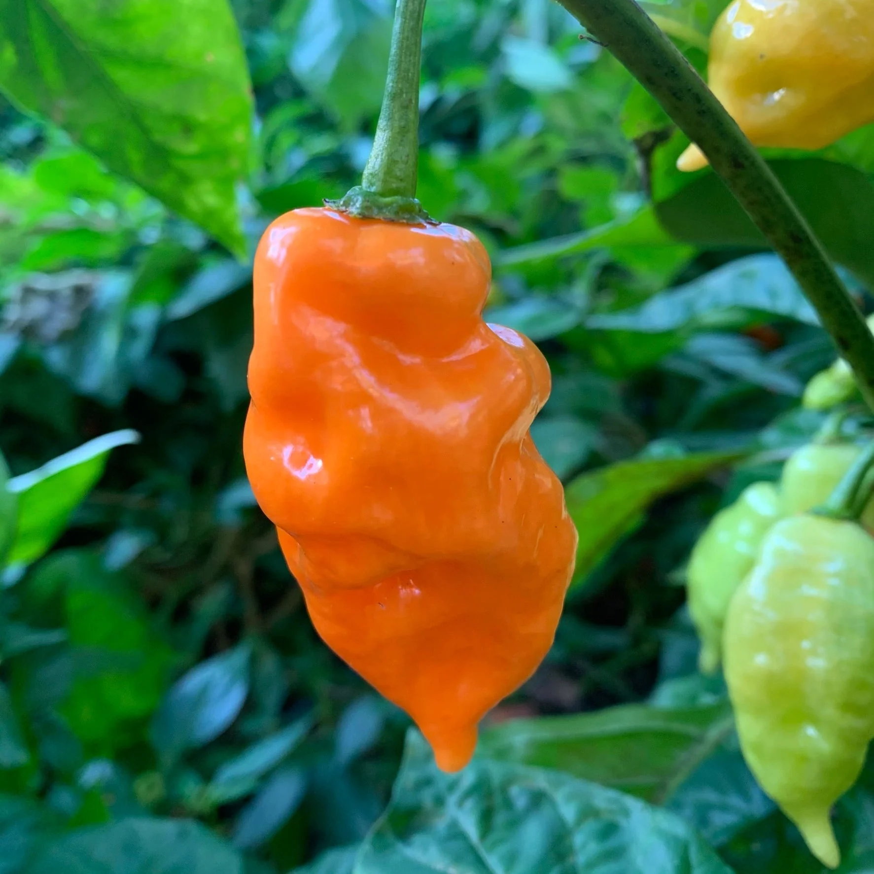 Habanada - Seeds - Image 2