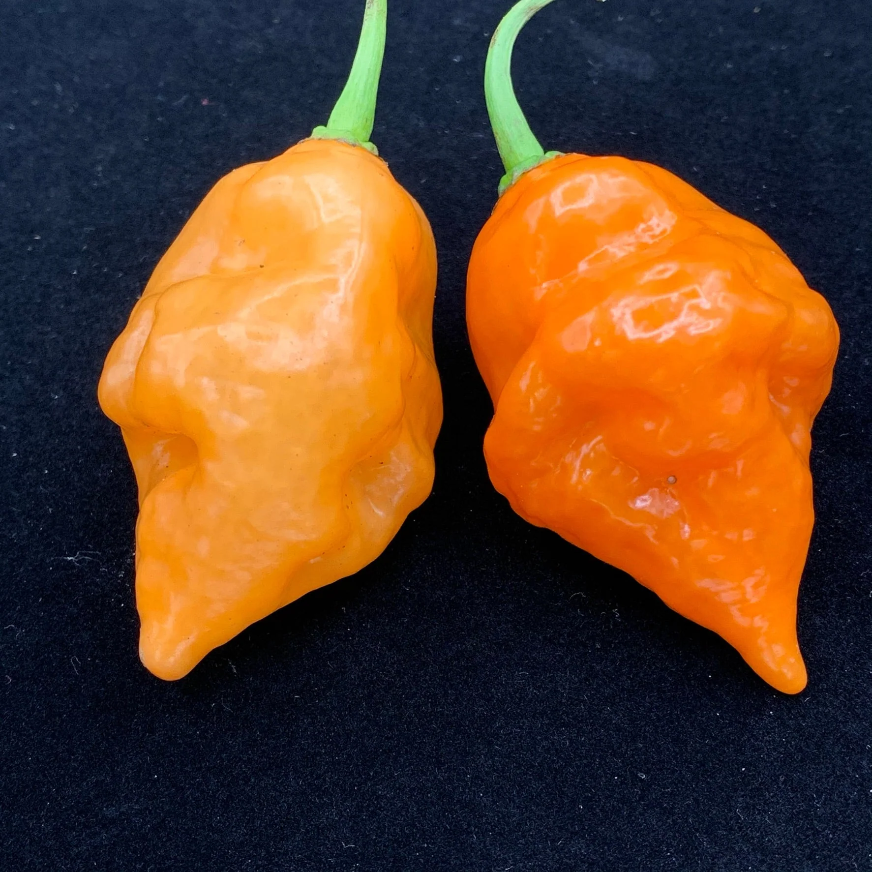 Habanada - Seeds - Image 3