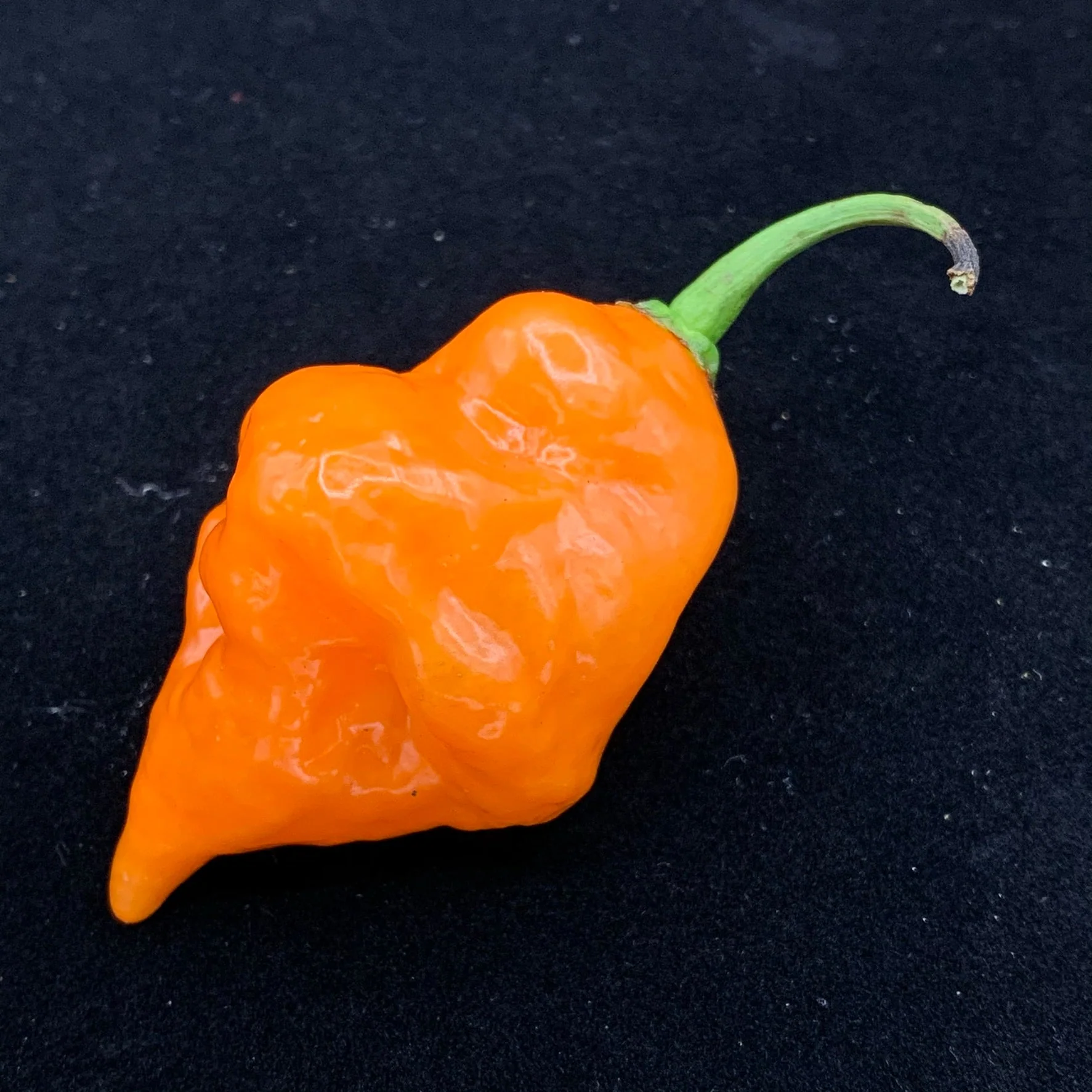 Habanada - Seeds - Image 4